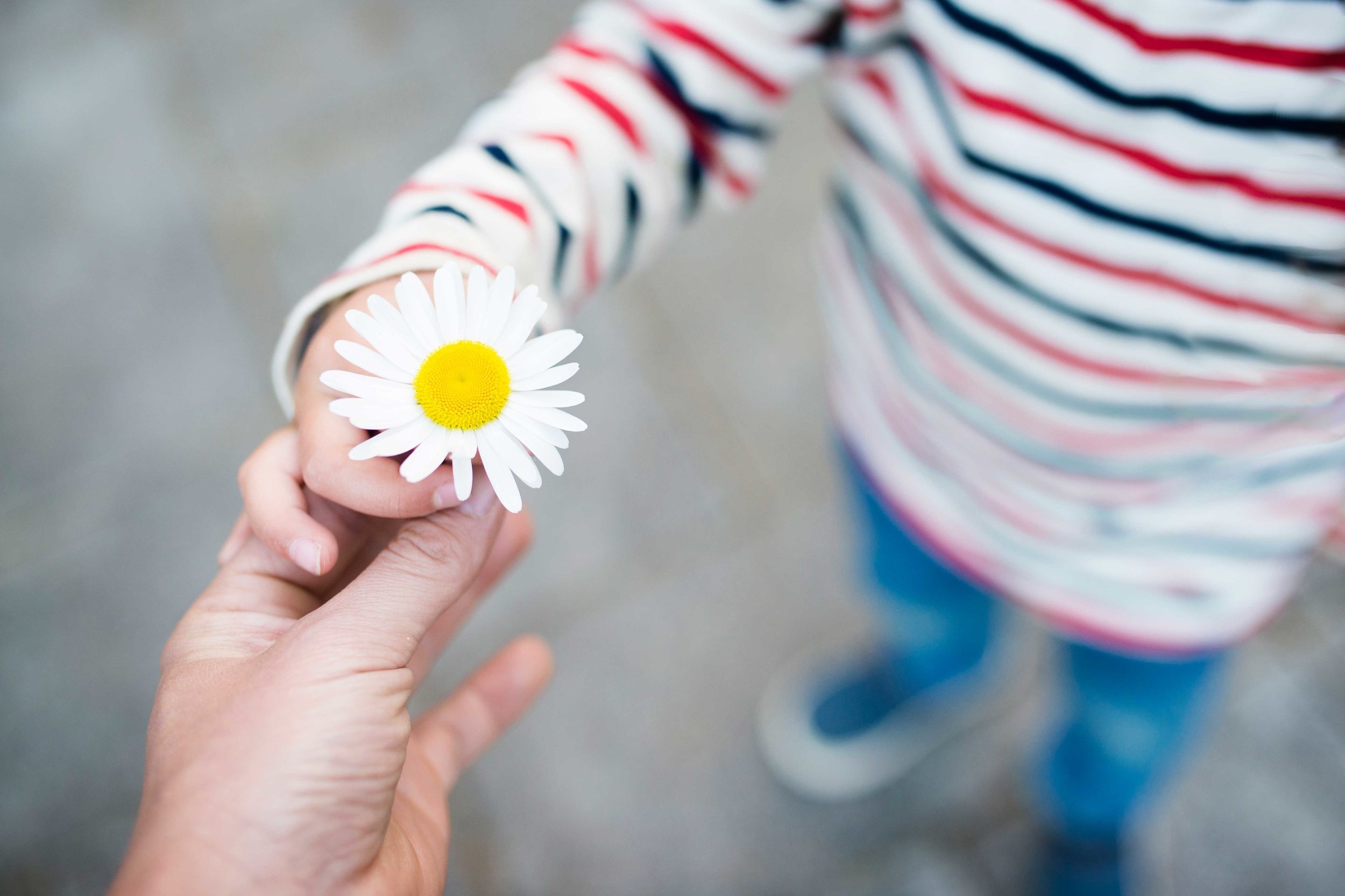 Люди проявляют доброту. Цветок в детской руке. О доброте. Ромашки в руках. Детская рука с цветком.