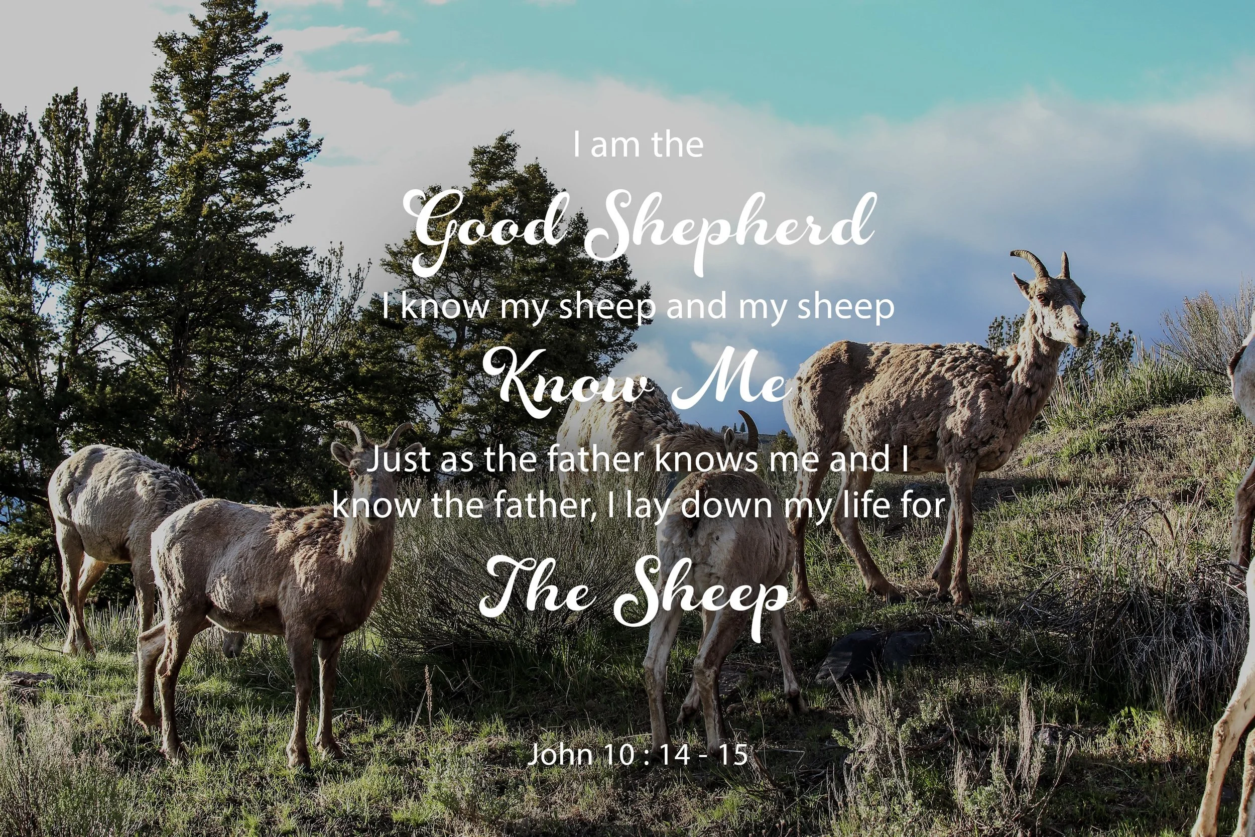 Word For Wednesday - John 10 : 14-15