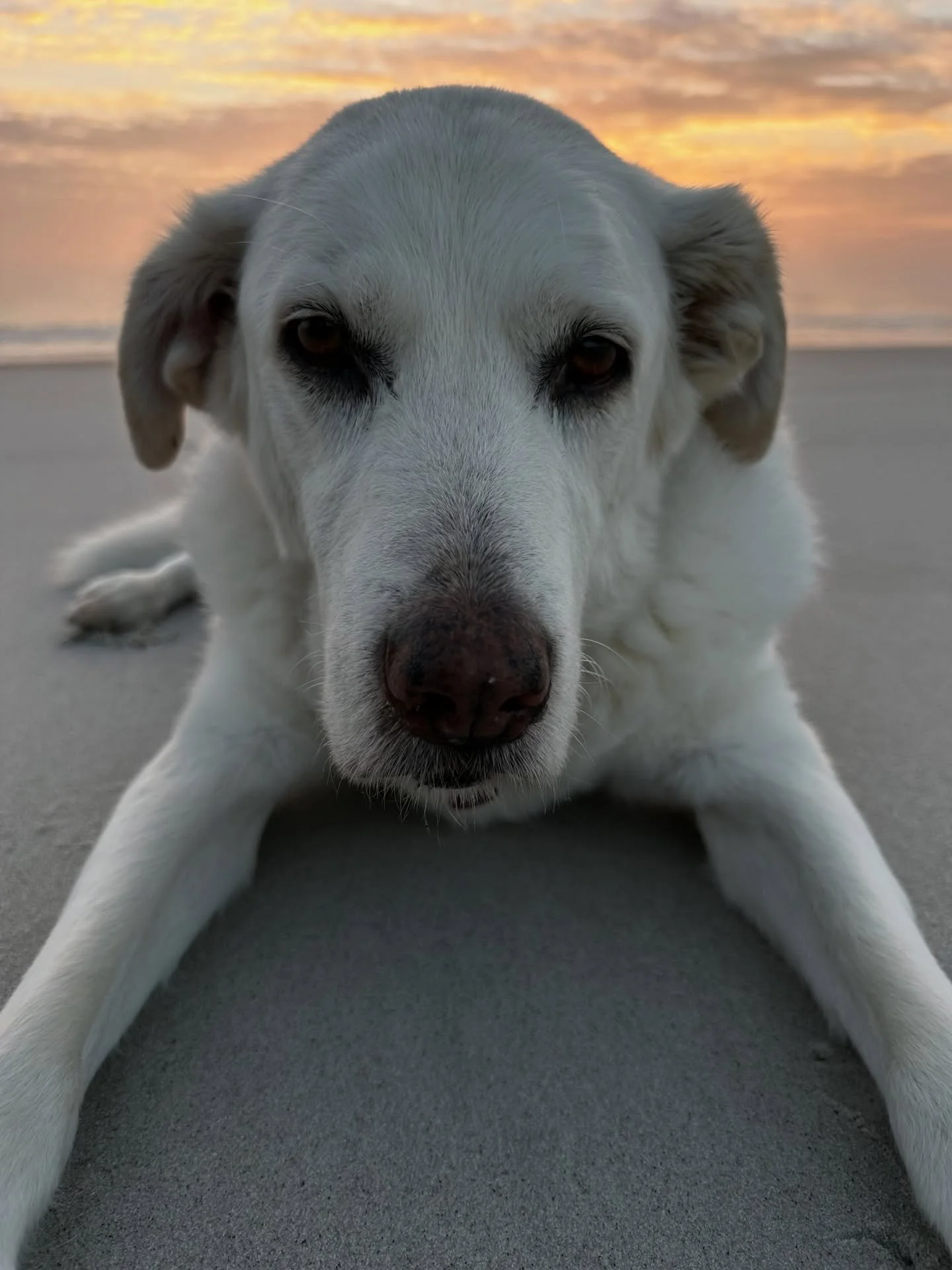 Romeo greeting the day at 15! Beach walks and @ollie food is the secret to this guys longevity! He&rsquo;s a good boy and has been a blessing to our family!
#longlife #labs #beachwalks❤️✝️☀️