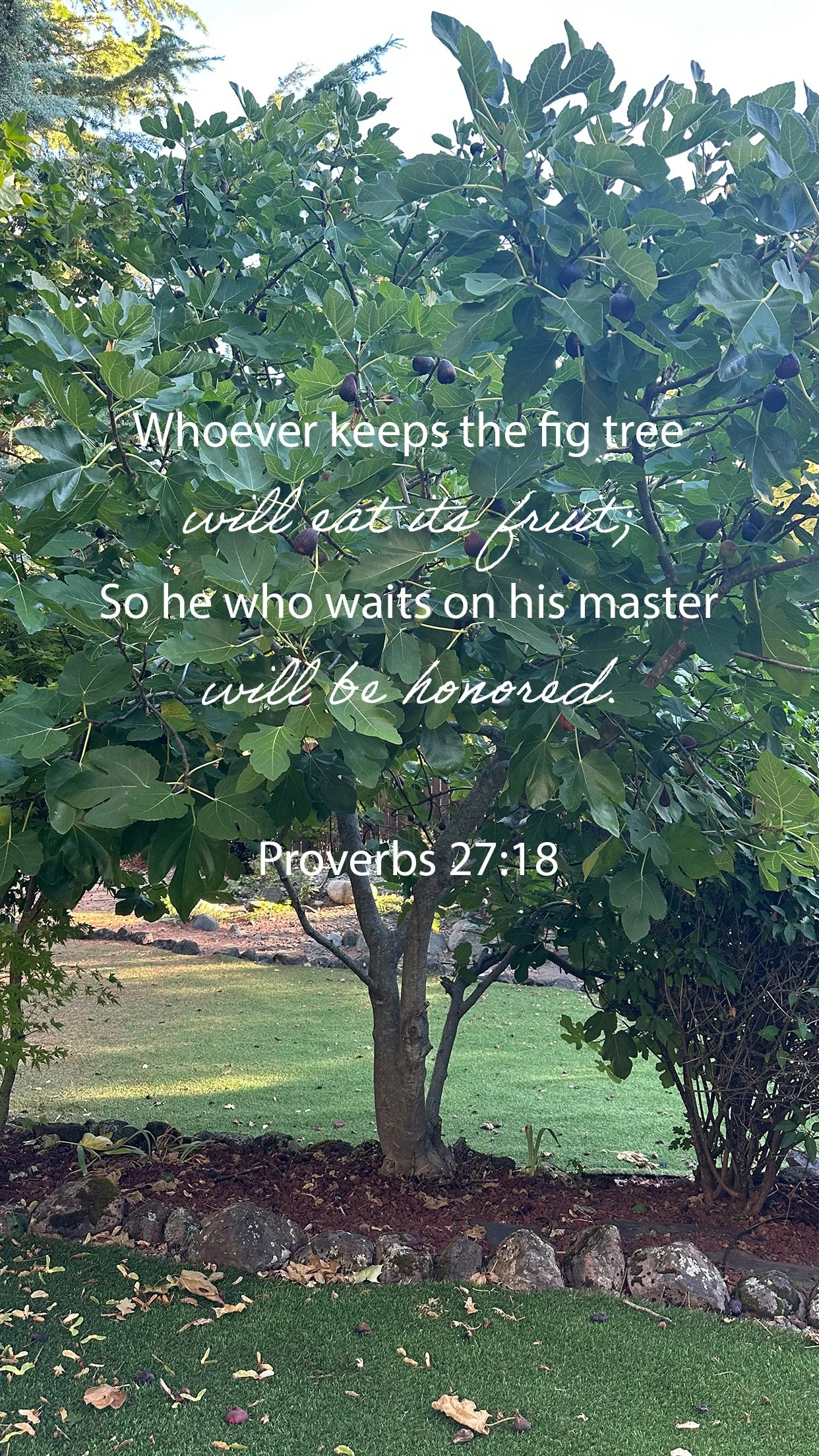 So Many Benefits of the Fig Tree-Biblically and Healthwise