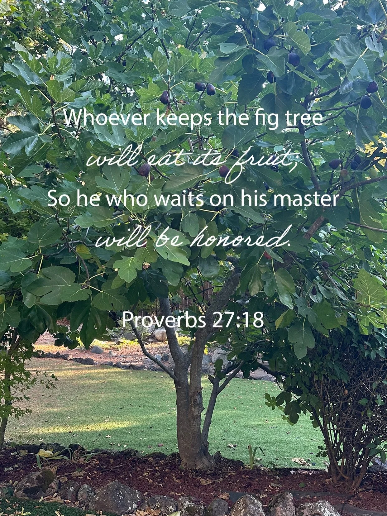Did you know that the Fig Tree is mentioned in over 18 books of the Bible. Have you ever seen one? Here is the Fig Tree in my backyard producing some incredible fruit with leaves that can be made into tea to help your body&rsquo;s cardiovascular syst