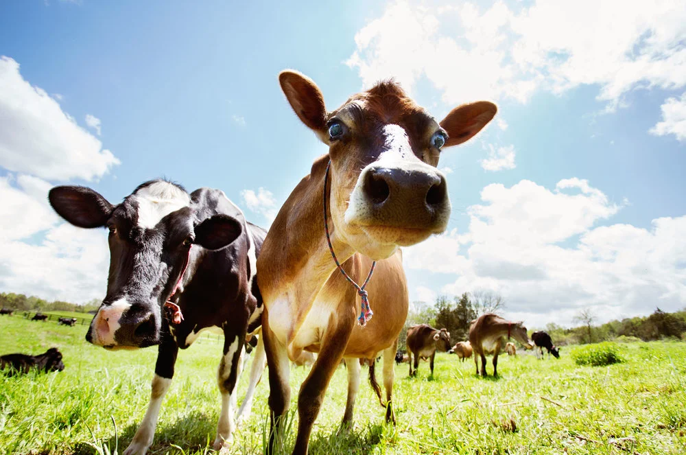 Curious Cows