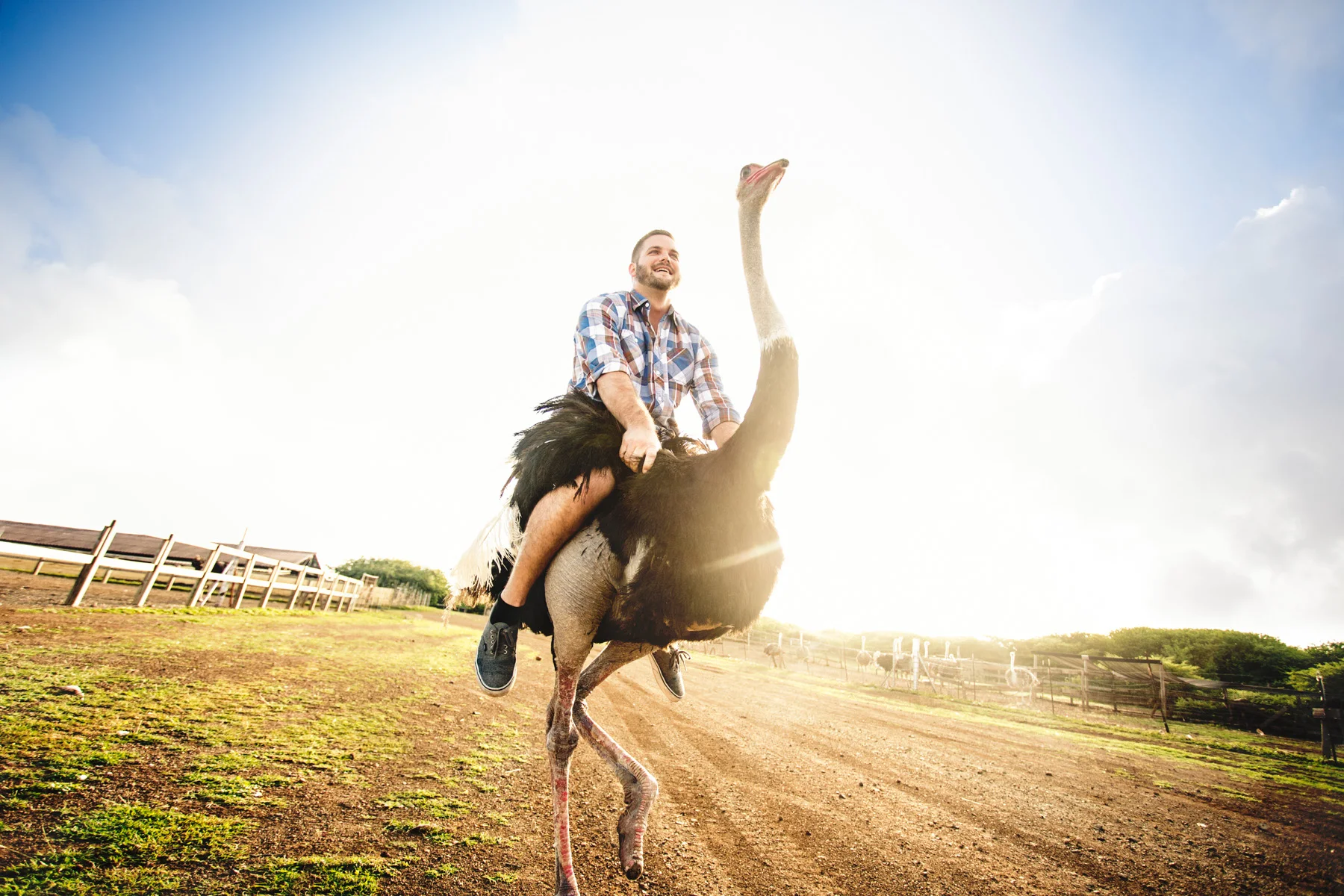 5-ostrich_0073_edit.jpg