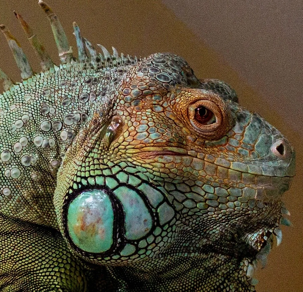 biggie lizard.jpg