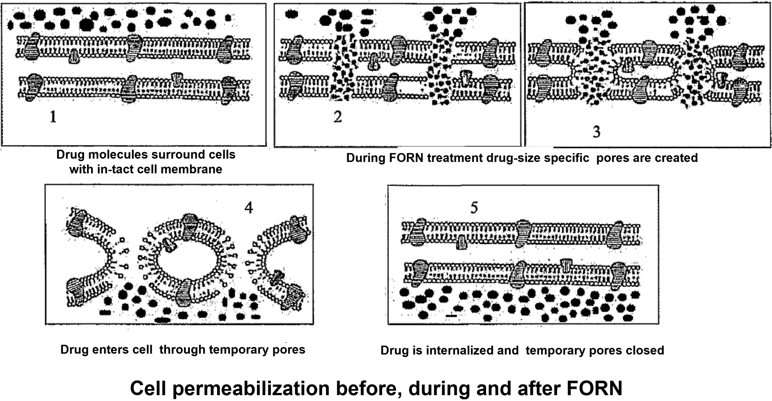 Cell Permeabilization Schematic