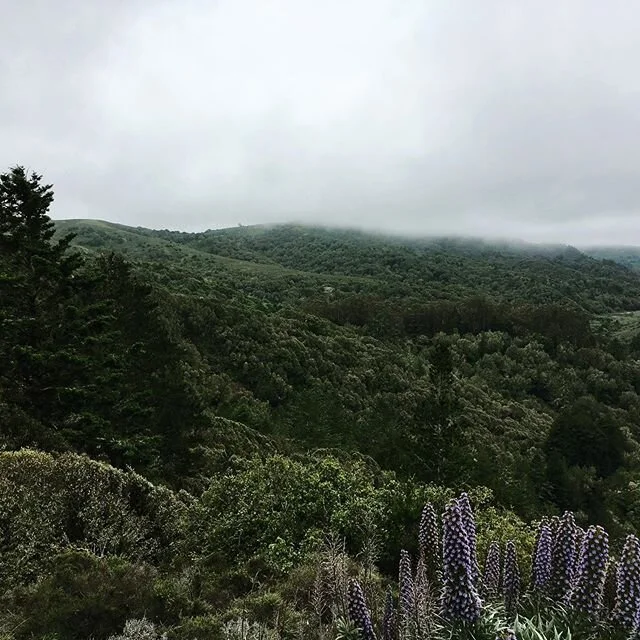 Concentration. Dharana. Day 13. .
.
.
Notice the color. Notice the sounds. Notice the breath. .
.
.
#breathetogetheryoga #jennprughyoga #theresnoplacelikehome #concentration #dharana #muirwoods #sanfrancisco #yoga
