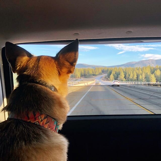 Meditation. Dhyana. Day 14. .
.
.
Dogs can be such great teachers. Sit and watch the thoughts with compassion. No need to change. No need to fix. Just be with what is. 🧘🏻&zwj;♀️❤️🙏🐺
.
.
.
#breathetogetheryoga #jennprughyoga #theresnoplacelikehome