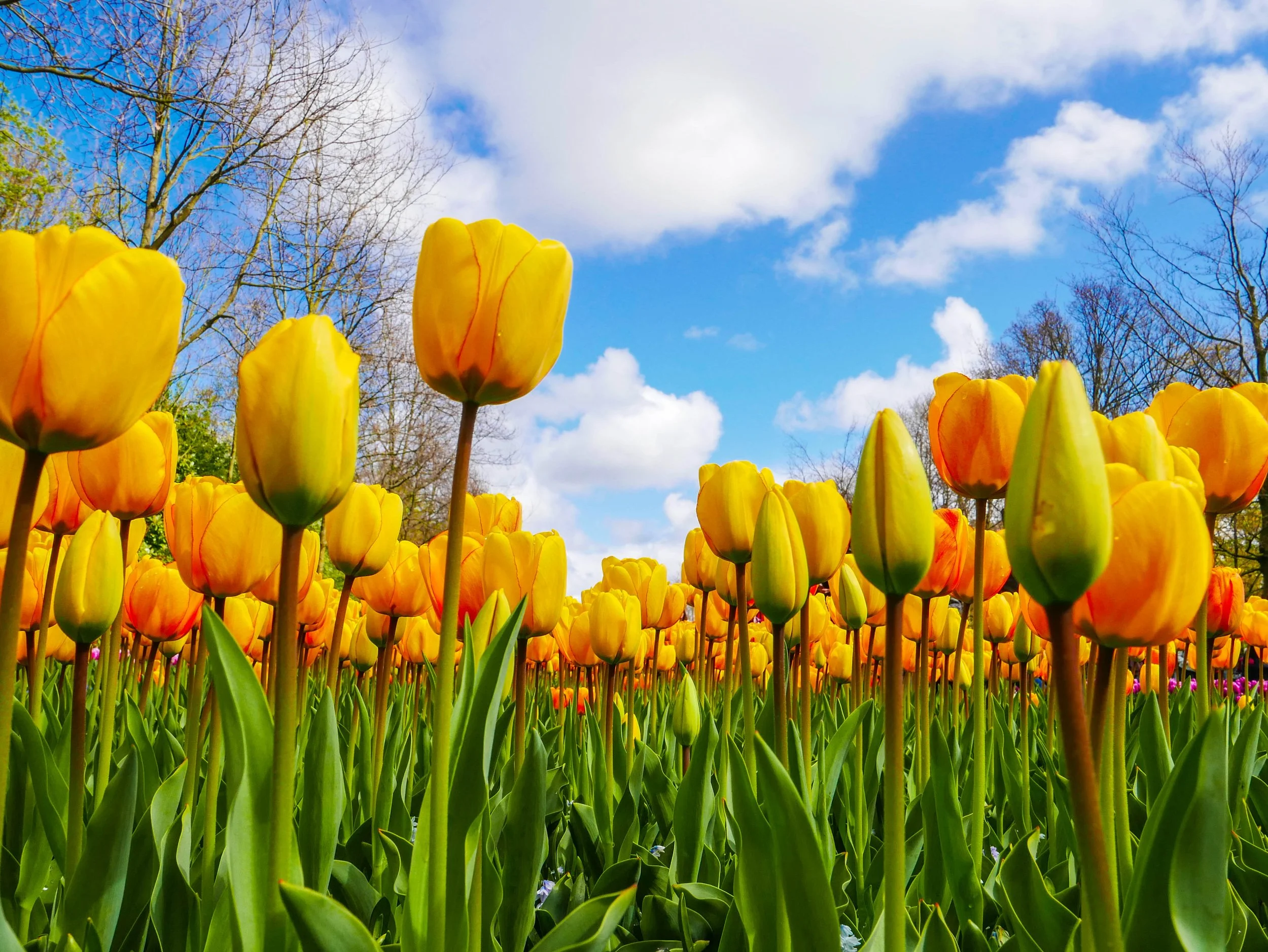 Amsterdam, Holland-2530-April 18, 2017.jpg