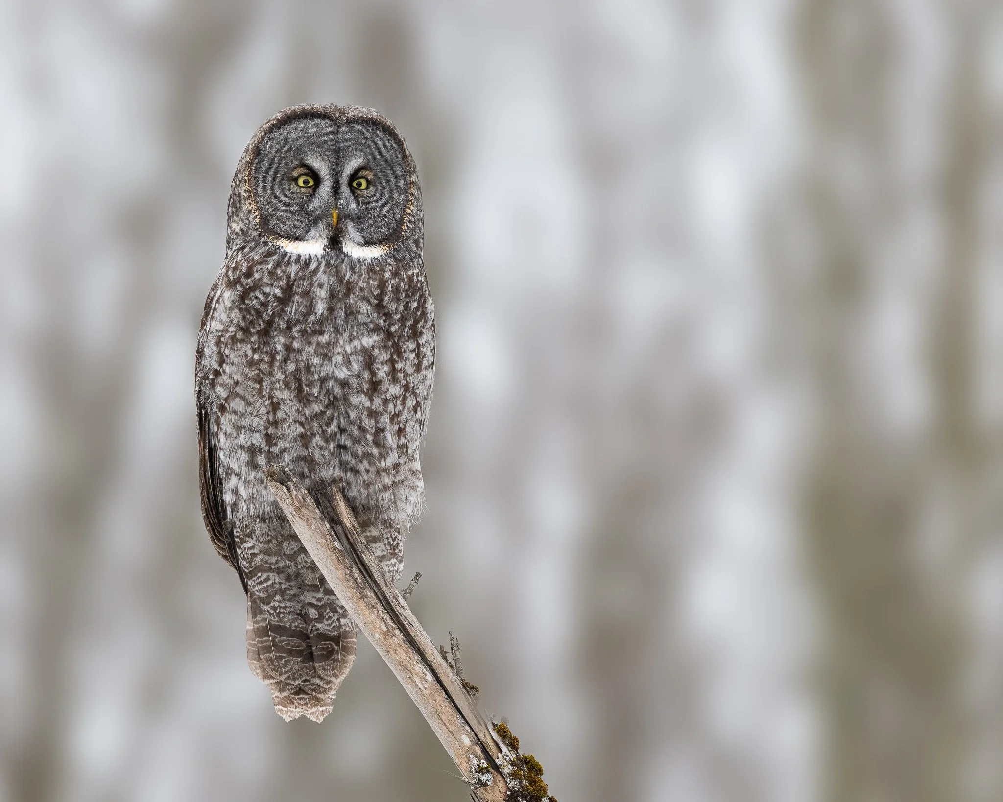 My Winter Wildlife Photography Guide to Ottawa, Canada
