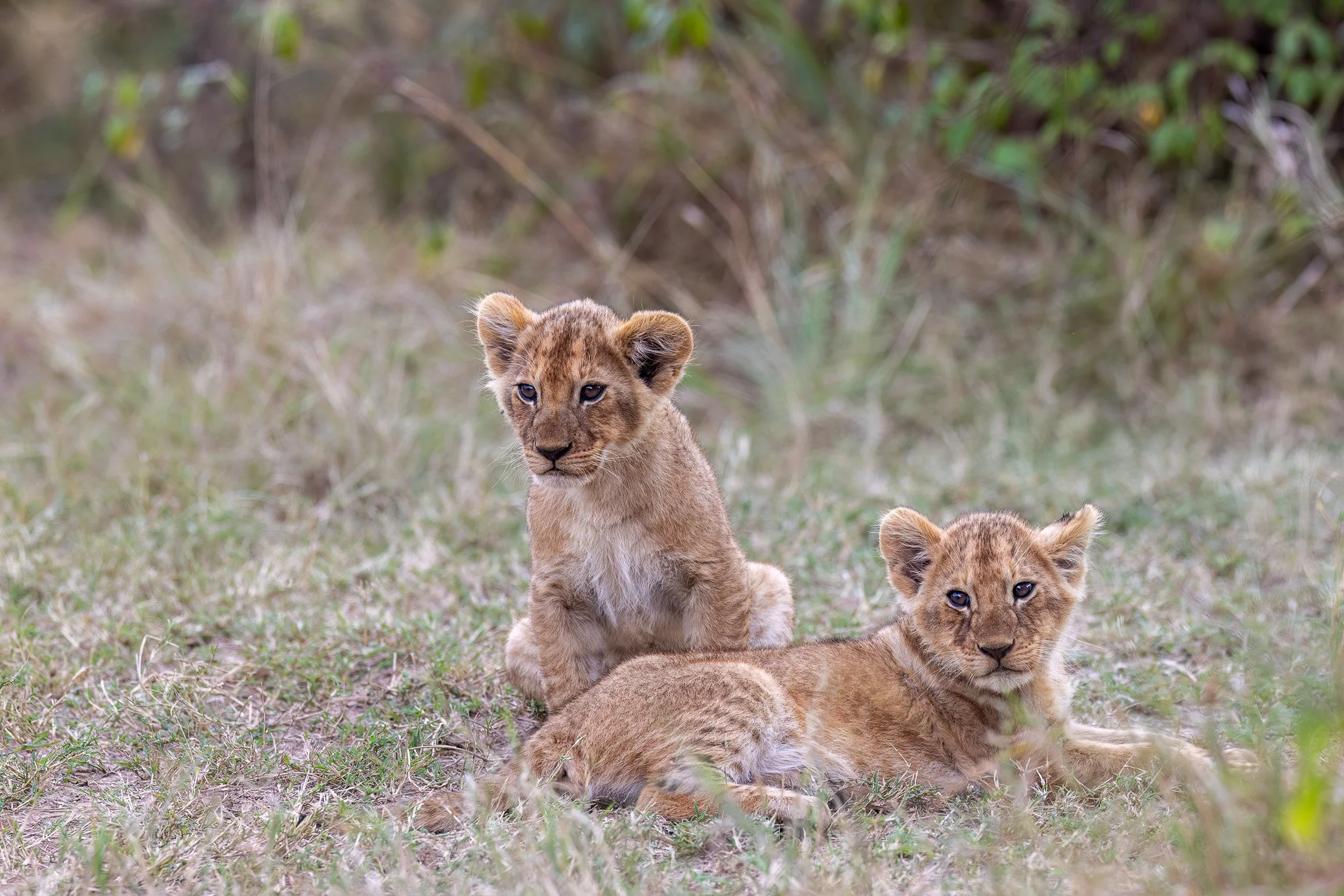 My Safari Photography Gear Packing List