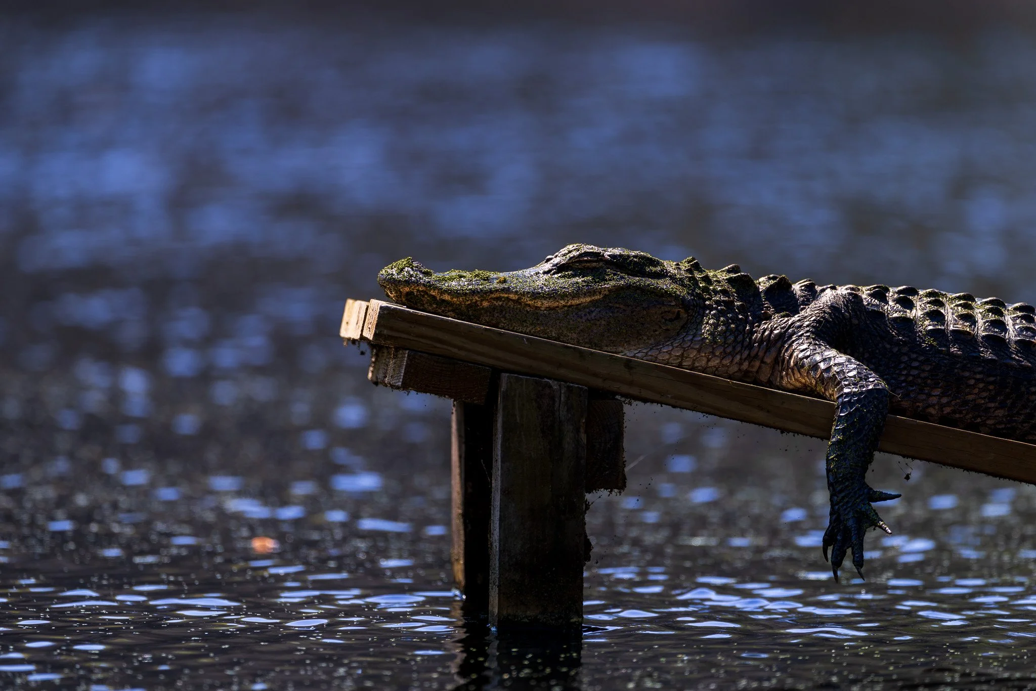 1_Charleston, South Carolina_March 19, 2026_02759__X8A3554-2.jpg