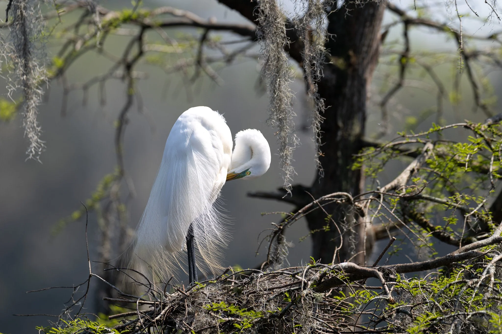 4_Charleston, South Carolina_March 19, 2026_02907__X8A4105-2.jpg