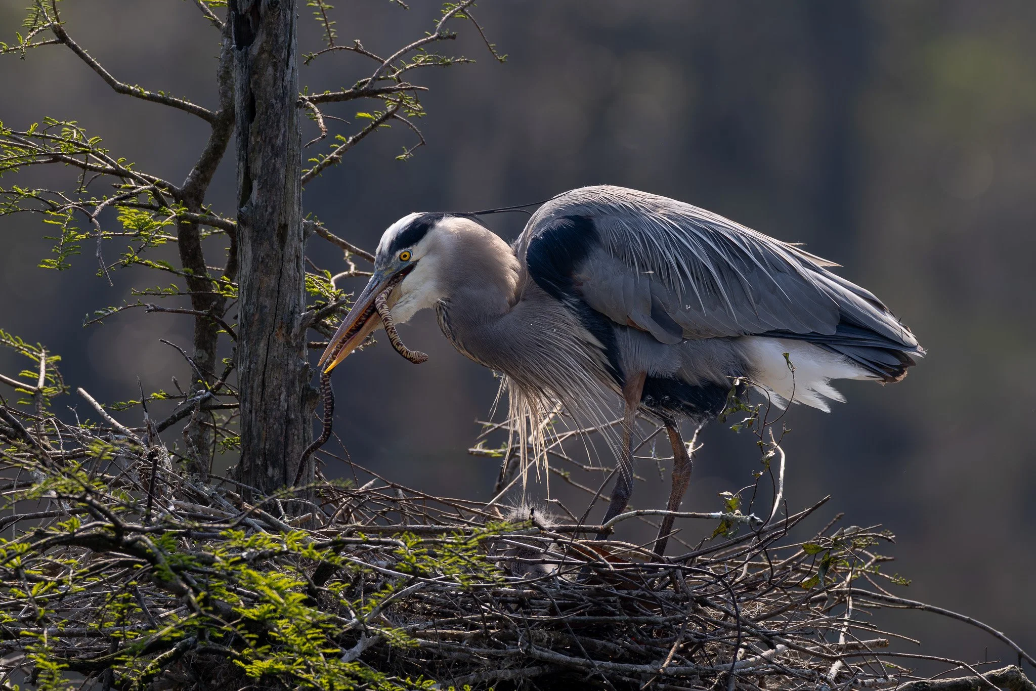 3_Charleston, South Carolina_March 19, 2026_02815__X8A4376-2-Edit-2.jpg