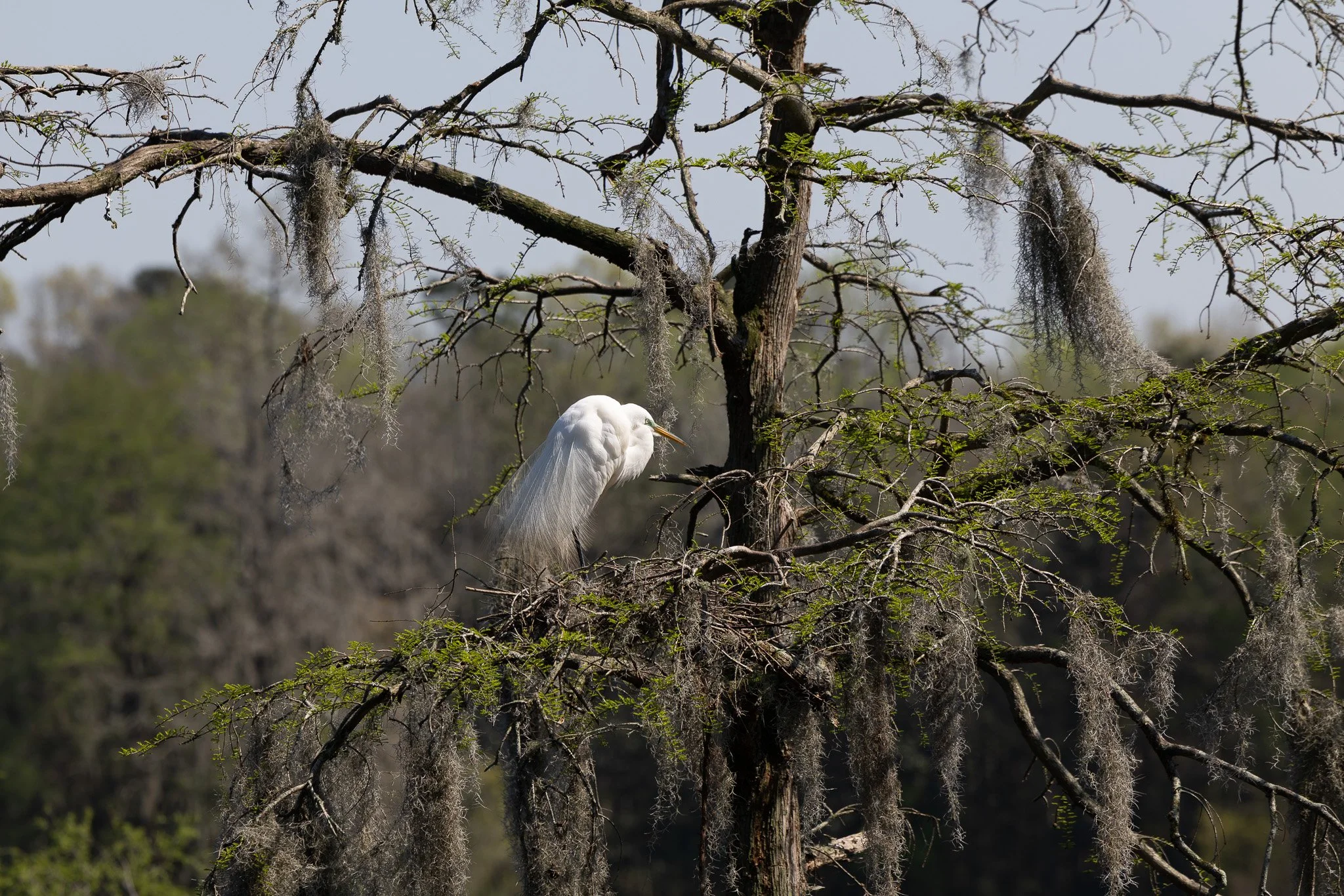Charleston, South Carolina_March 20, 2026_00122__P6A3477.jpg