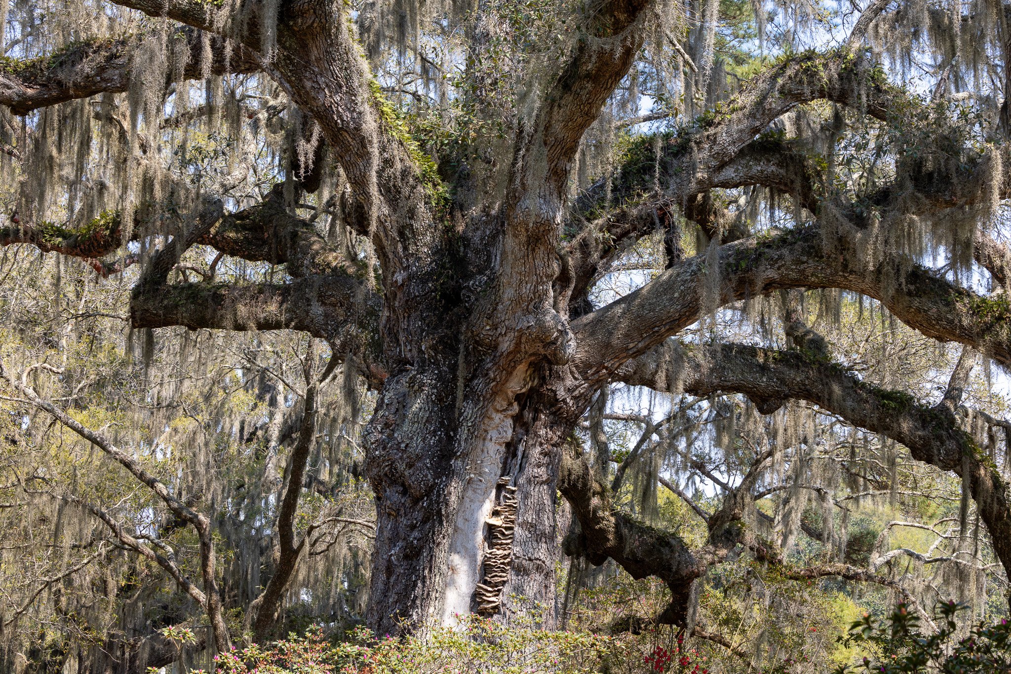 Charleston, South Carolina_March 20, 2026_00081__P6A3436.jpg