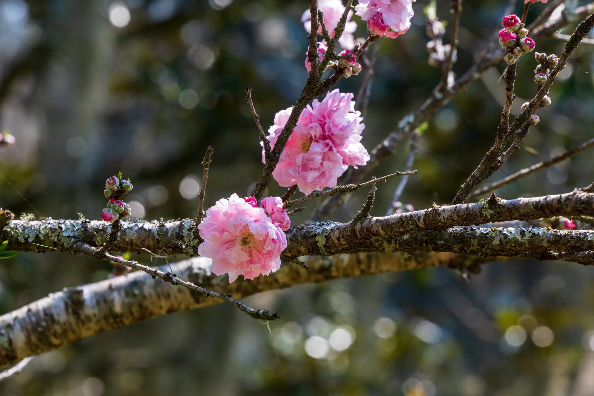 Charleston, South Carolina_March 20, 2026_00089__P6A3444.jpg