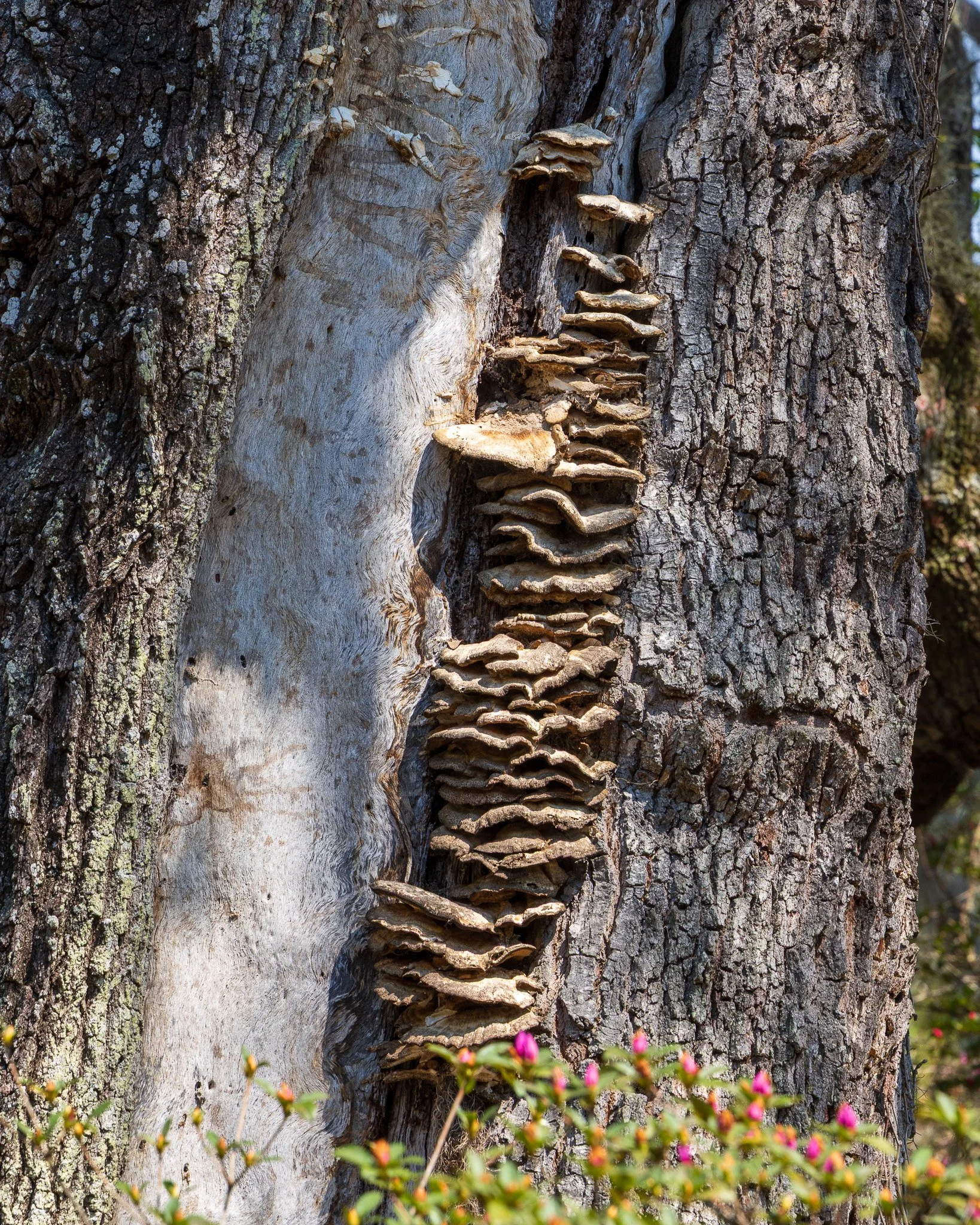 Charleston, South Carolina_March 20, 2026_00082__P6A3437.jpg