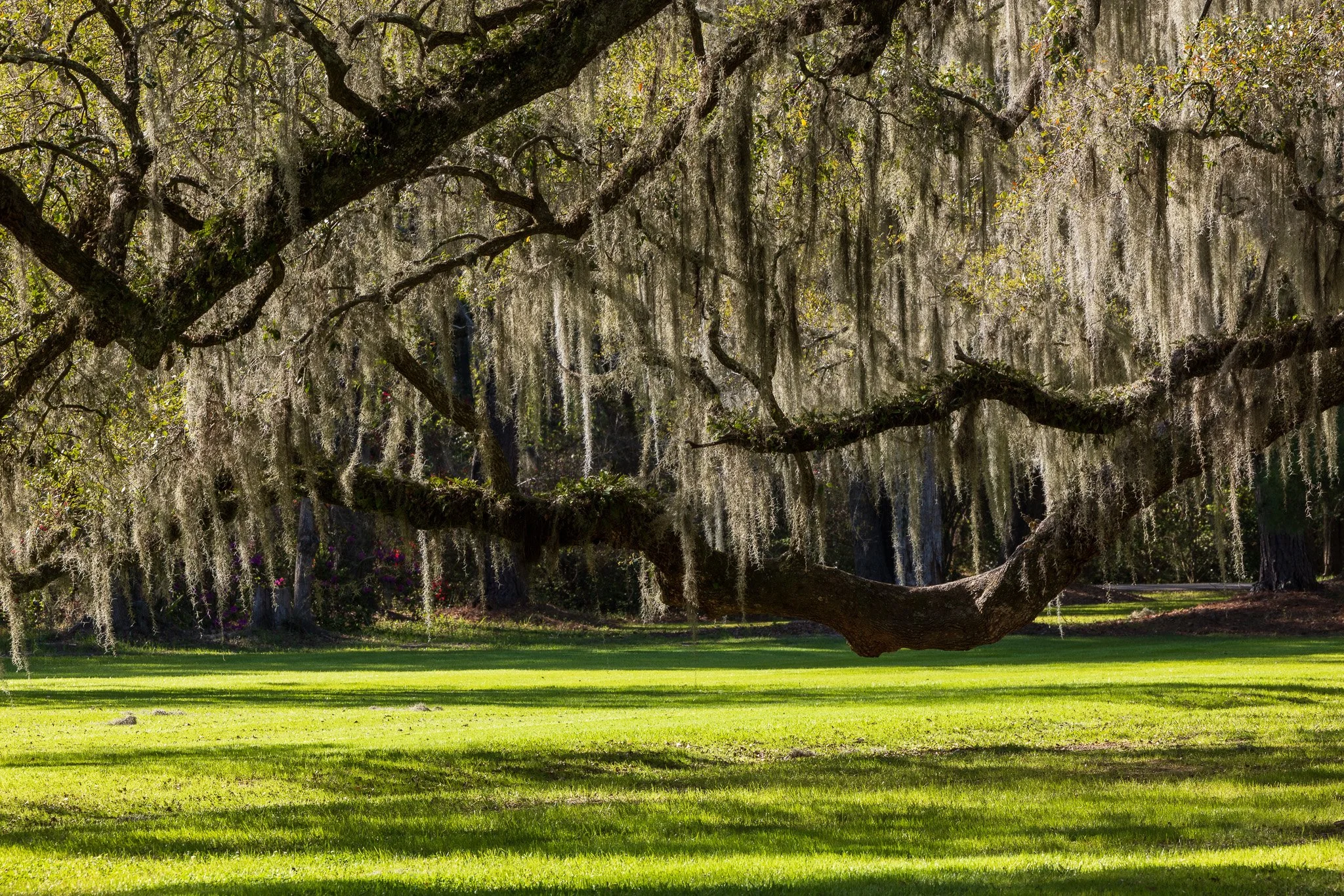 Charleston, South Carolina_March 20, 2026_00686__P6A4041.jpg