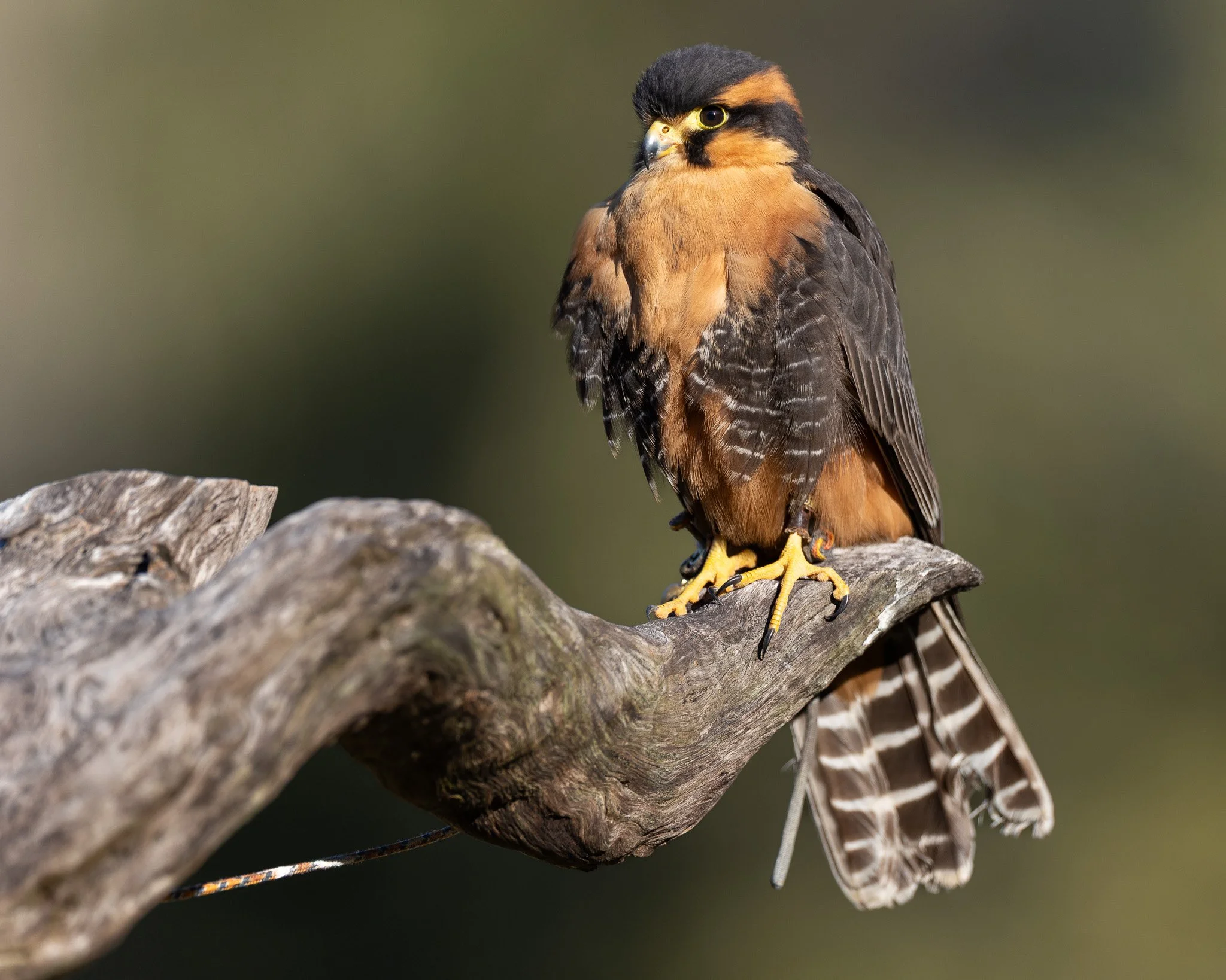 Charleston, South Carolina_March 17, 2026_01171__X8A5941.jpg