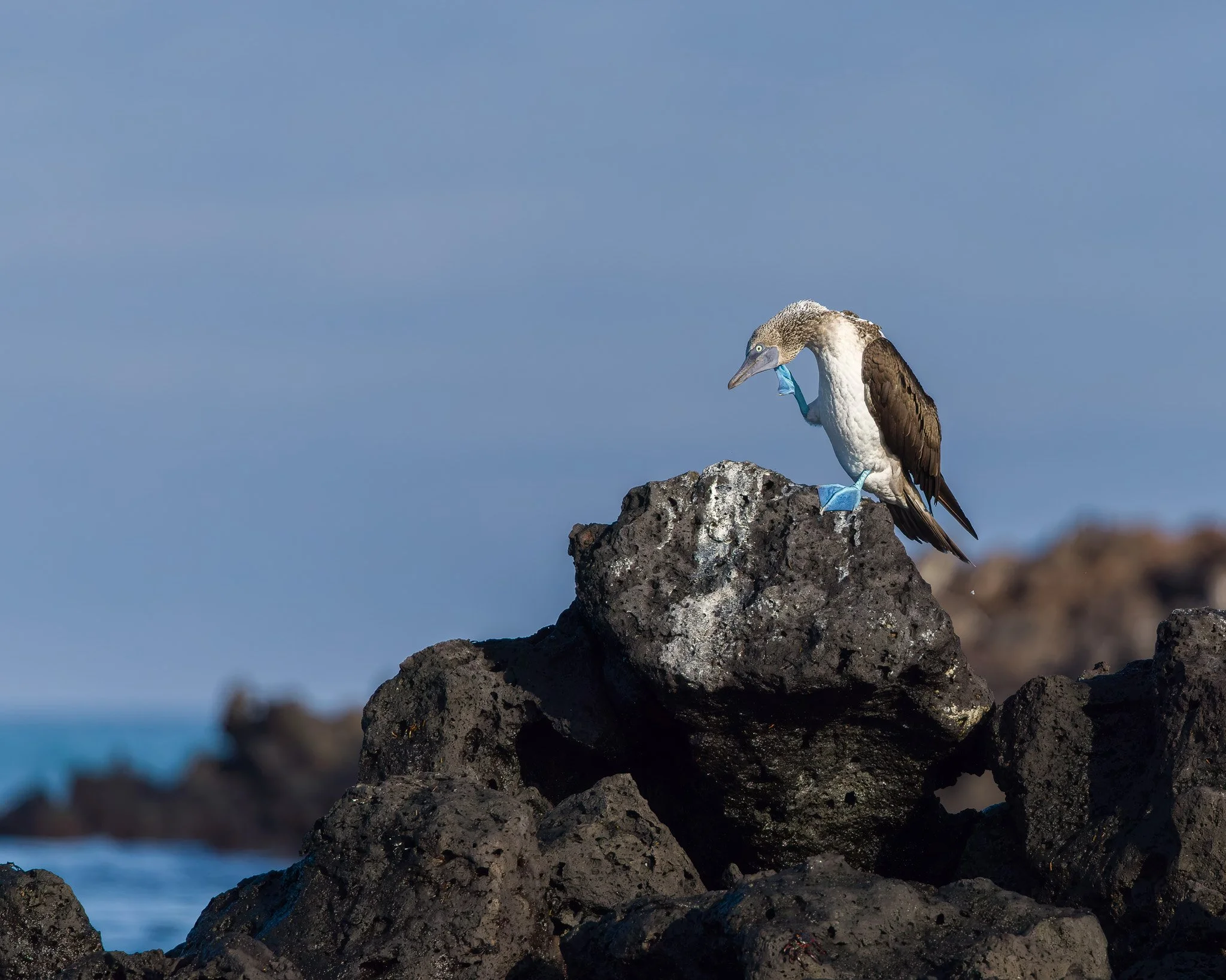 A bird wearing blue leg bands perched on a dark rock by the ocean.