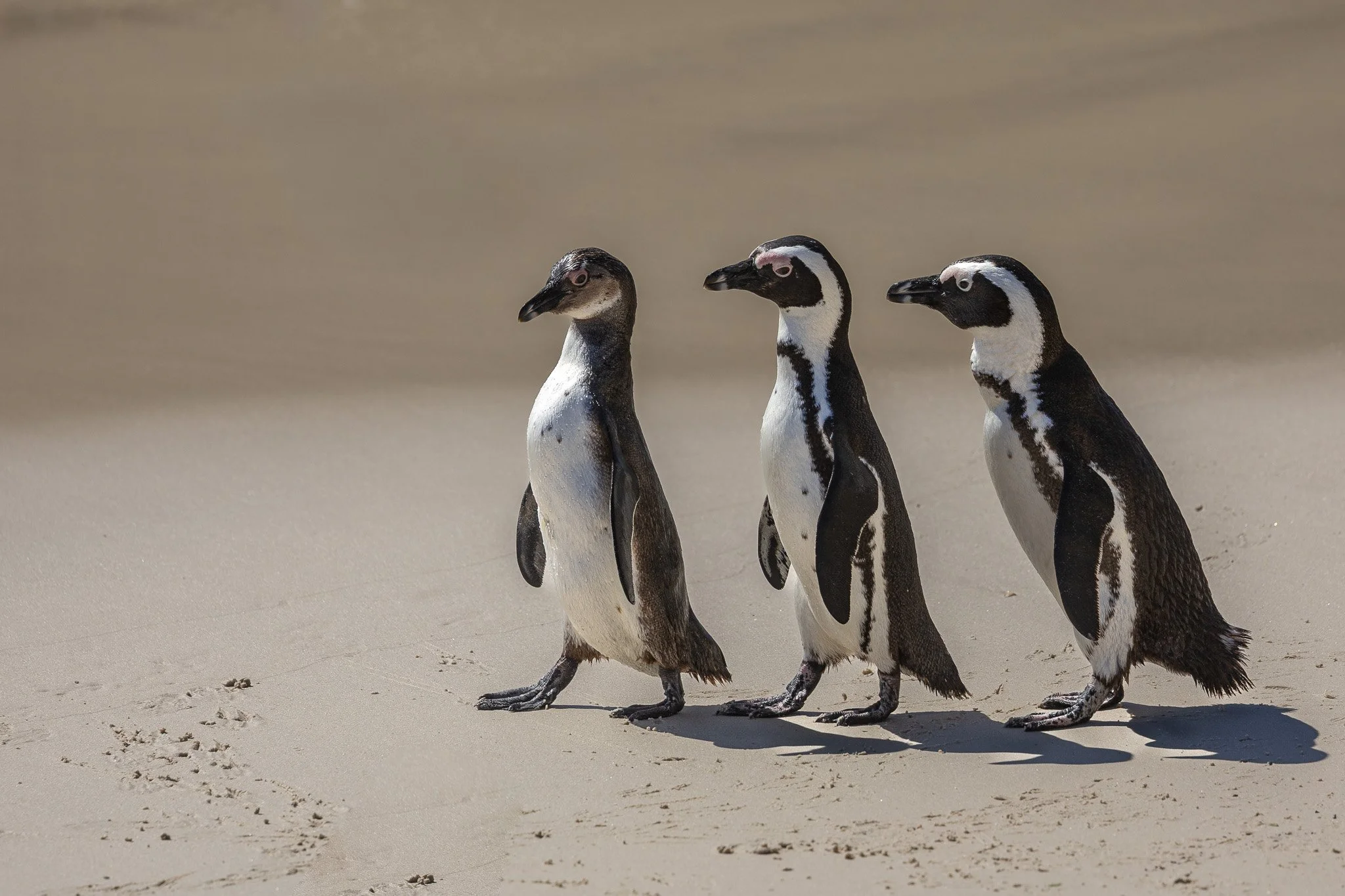 Three penguins standing in a row on sandy beach with shadow