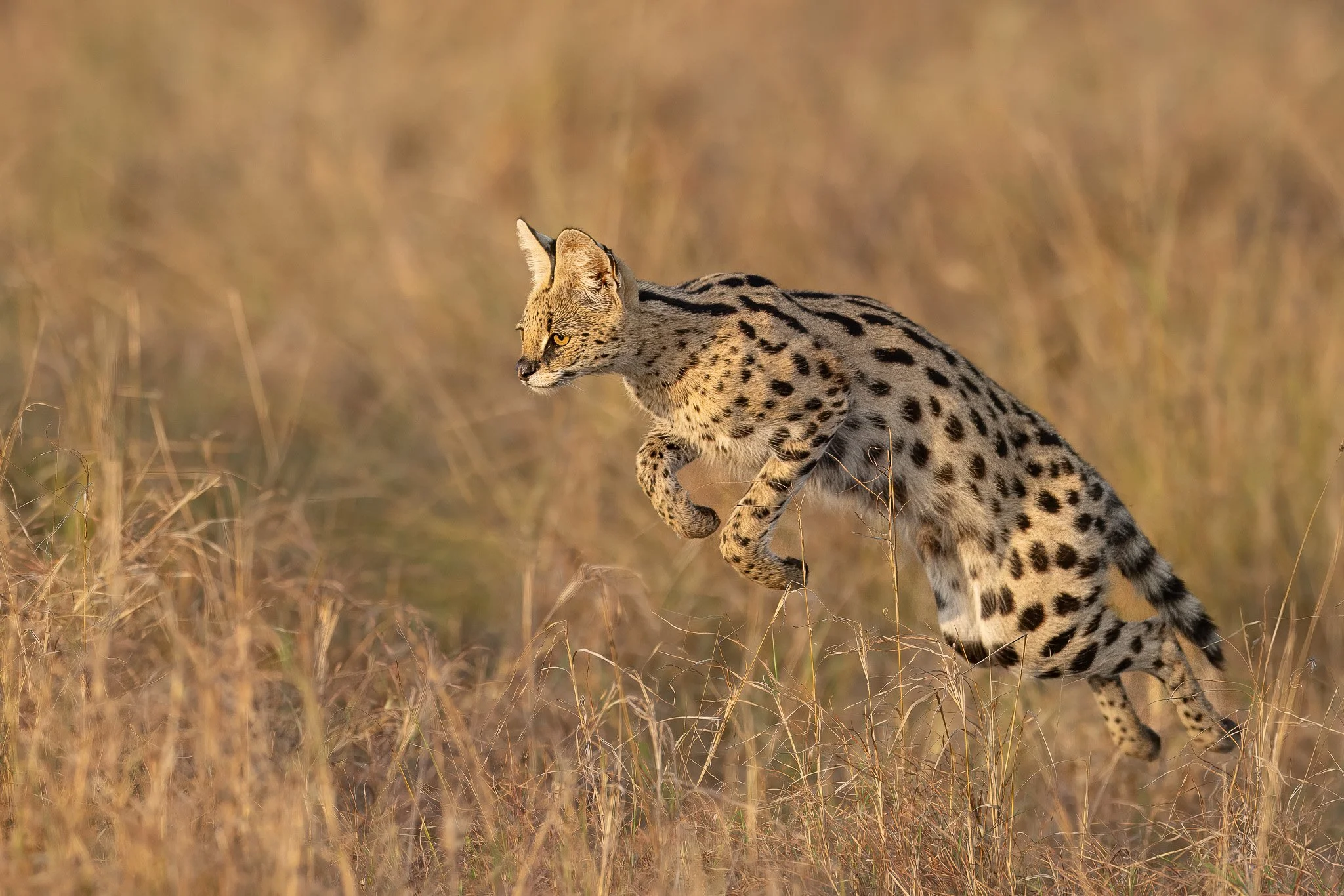 A cheetah running in tall grassland during daylight