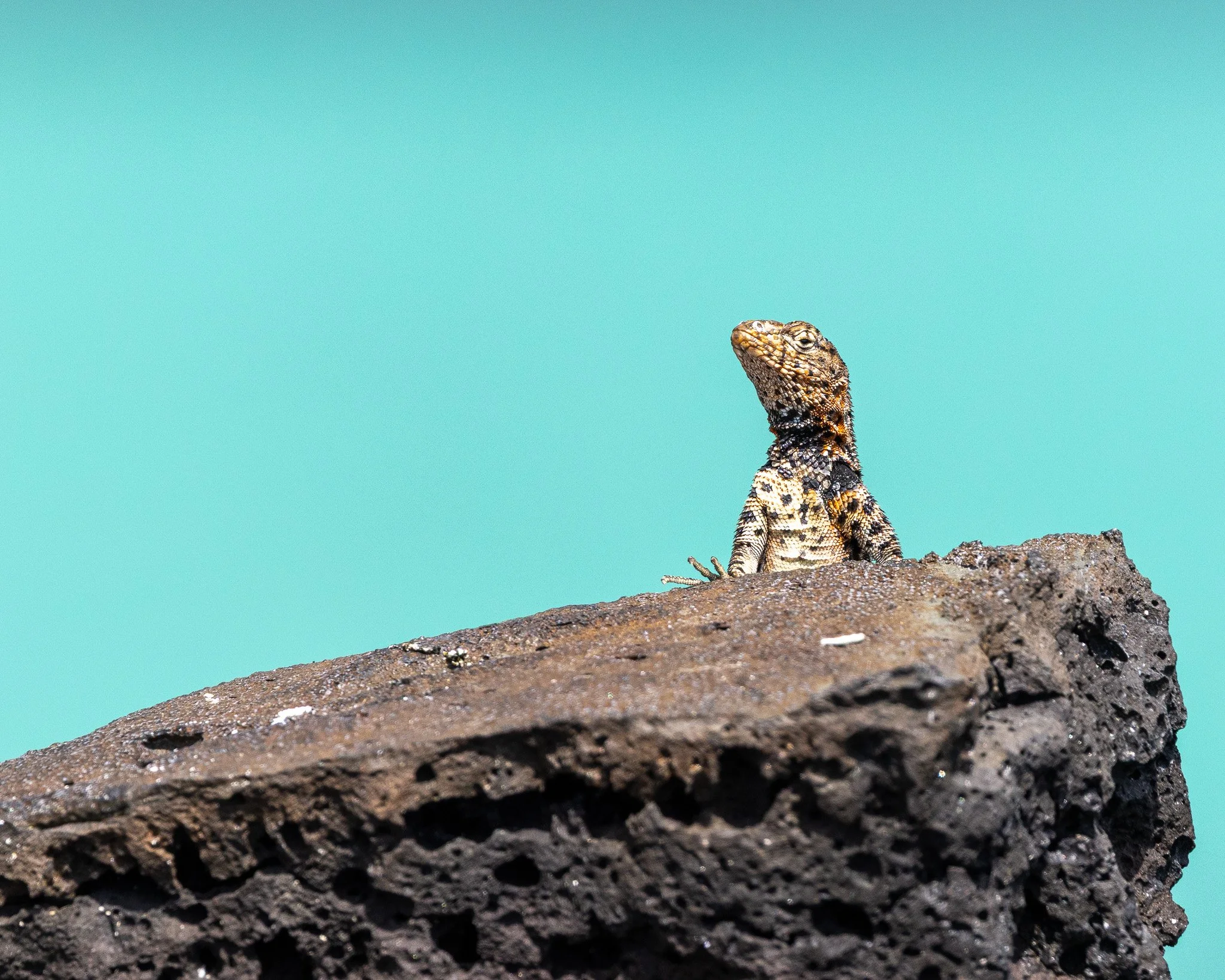 A lizard sitting on a rough, dark rock against a light blue background.