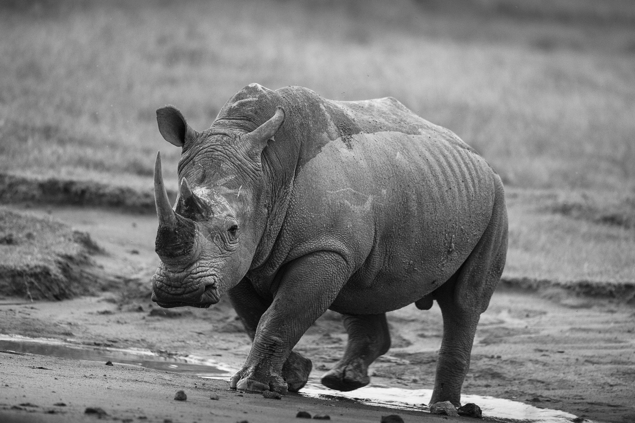 Black and white photo of a rhinoceros walking on a muddy terrain near a small water pool.