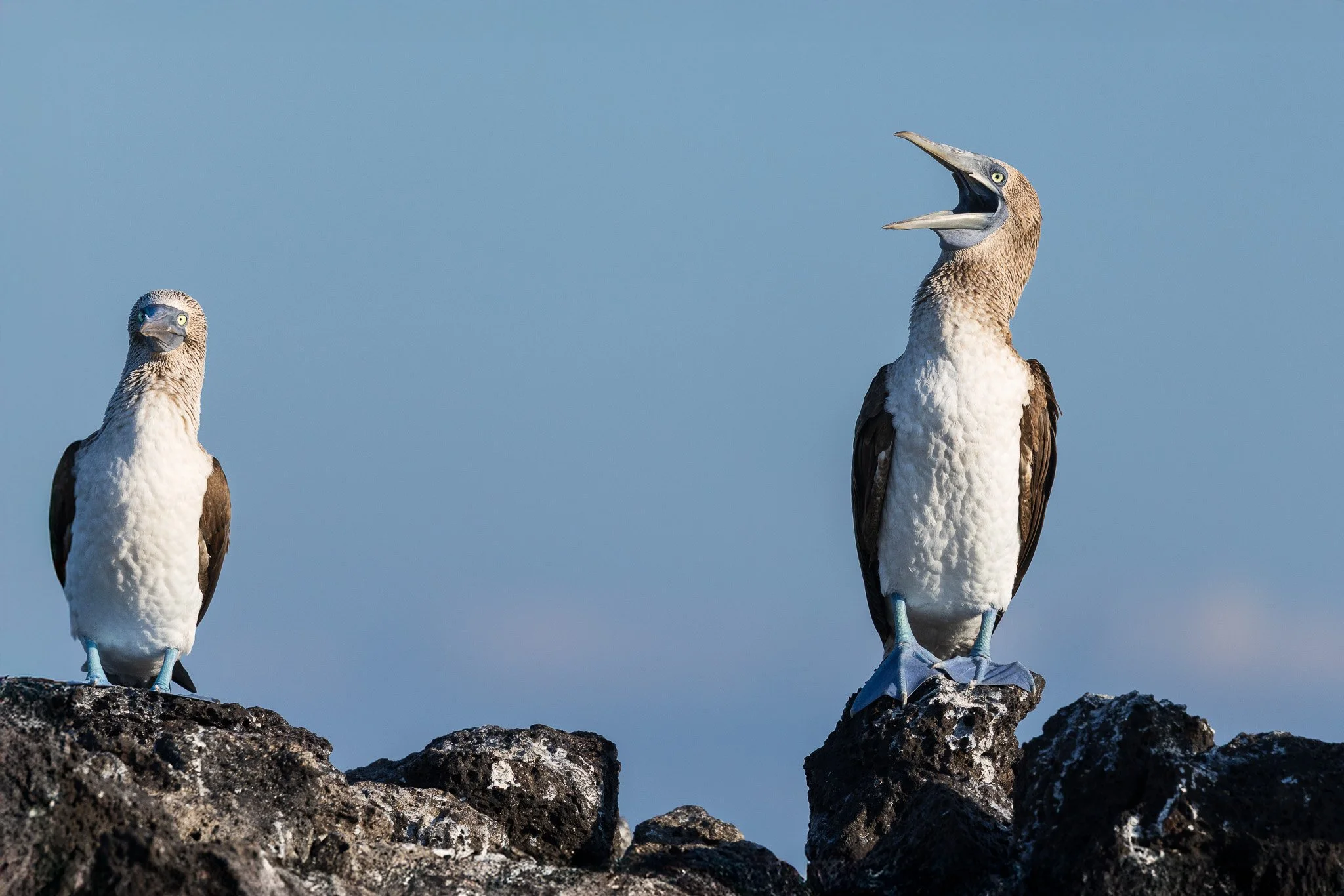 Two blue-footed boobies standing on rocks against a blue sky, one with beak open.