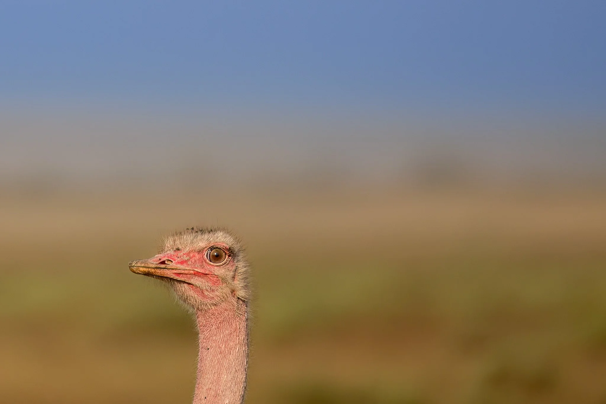 Close-up of an ostrich with a blurry landscape background under clear blue sky.