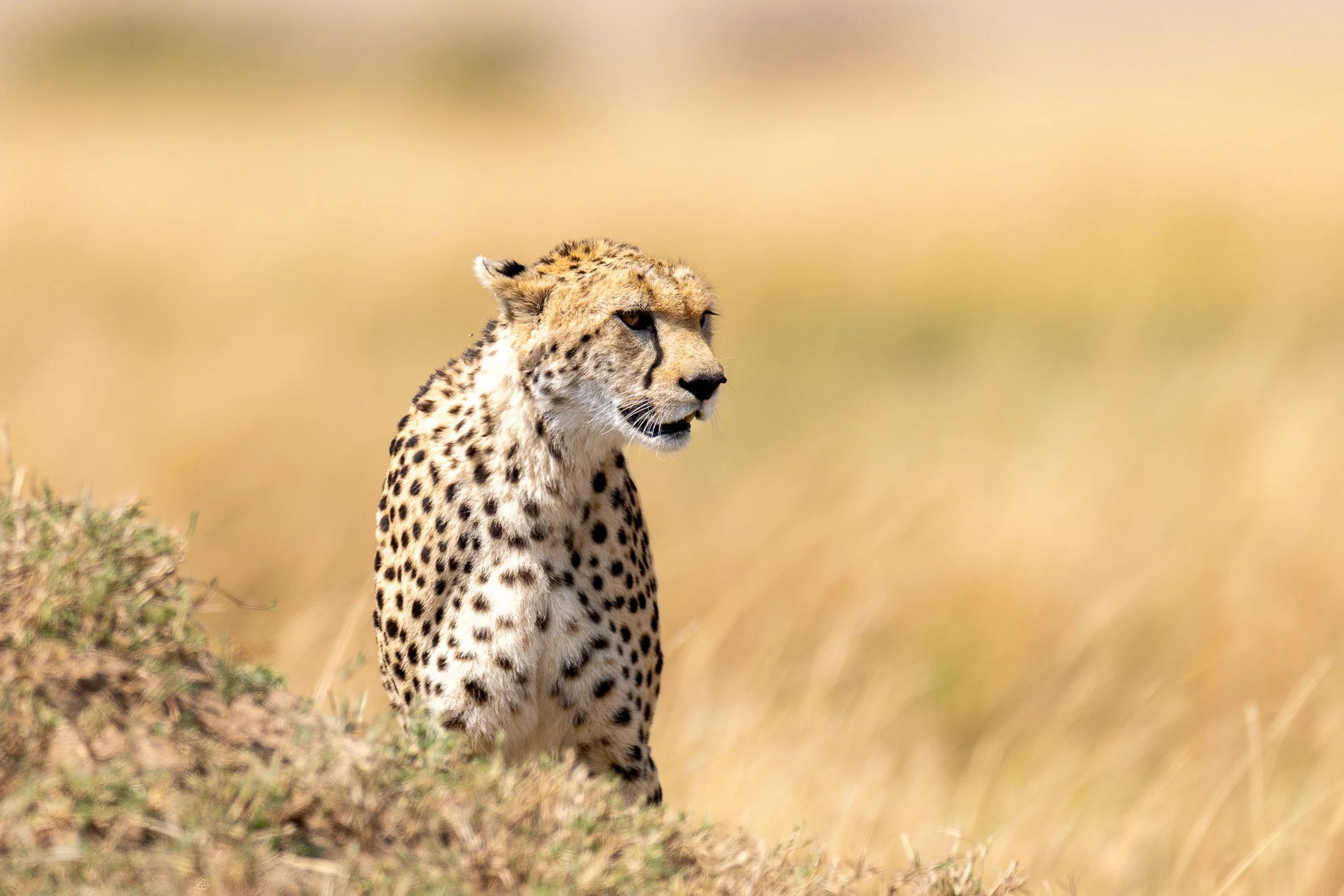A cheetah sitting on a grassy hill in a savannah, looking into the distance.