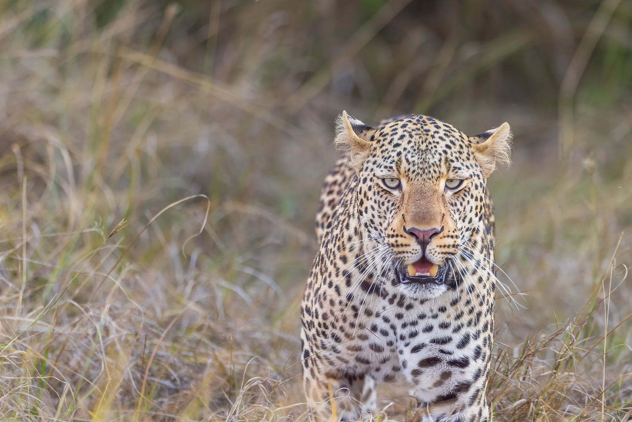 A leopard walking through tall grass in a natural habitat.
