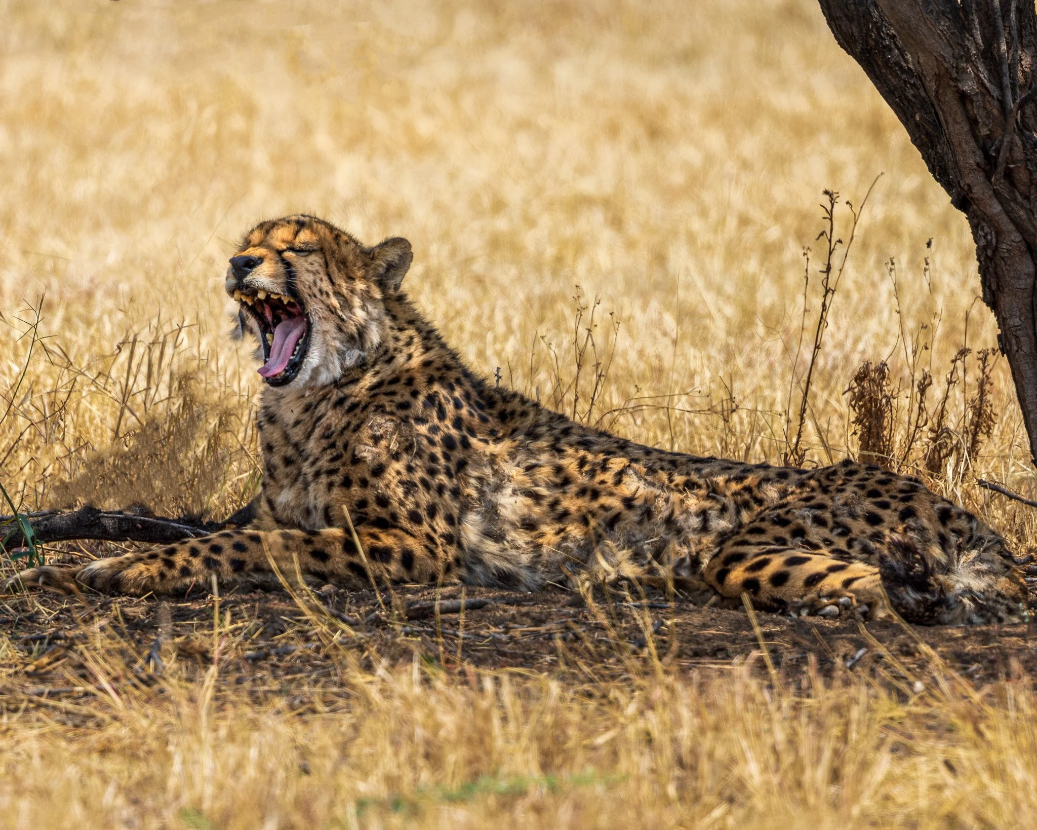 A yawnin' cheetah lying on dry grass in the savannah with a tree trunk visible on the right.