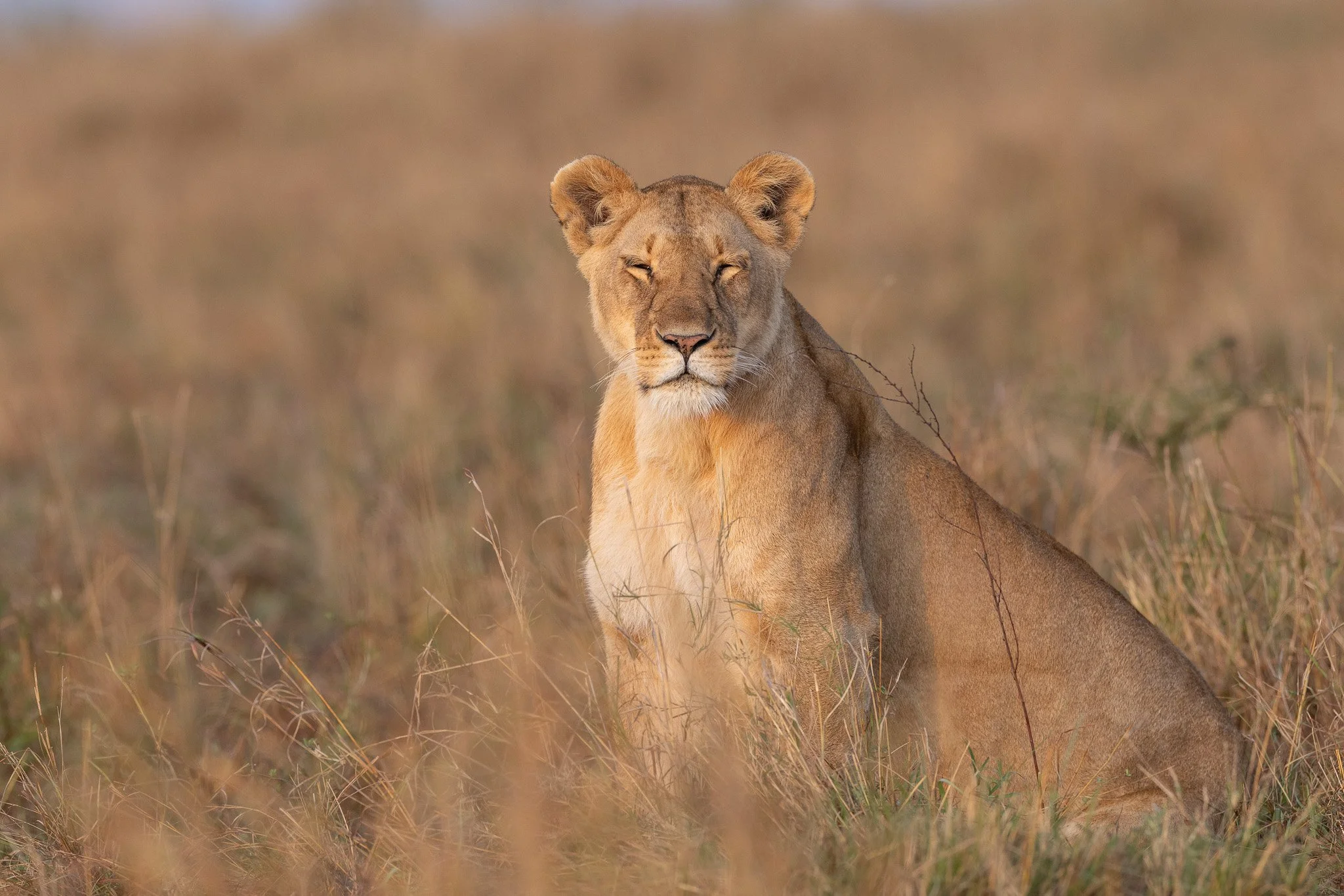 A lioness sitting in tall grass with eyes closed in a savannah landscape.