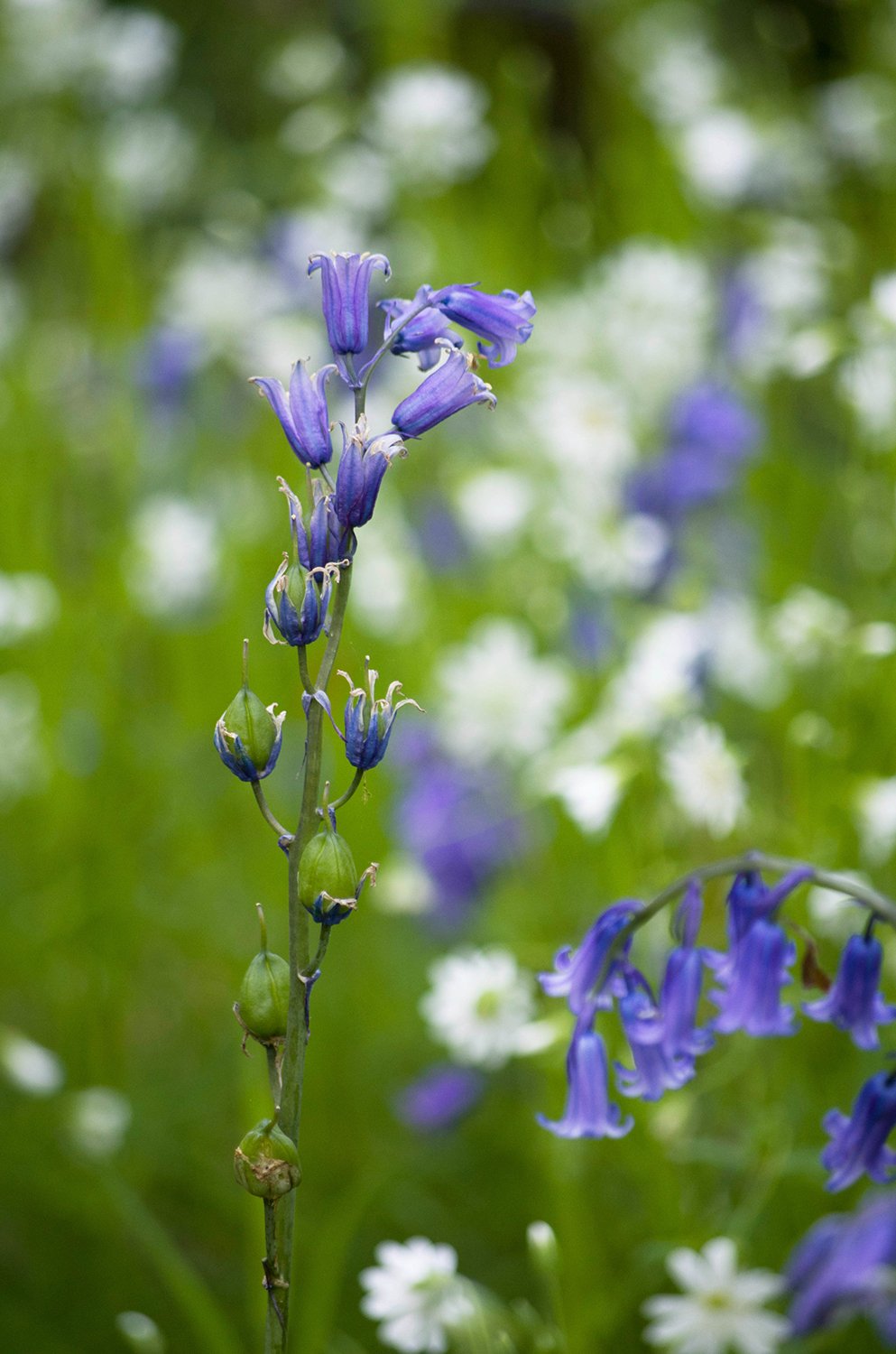Northamptonshire Nature Photographer - Blue Bells (Copy)