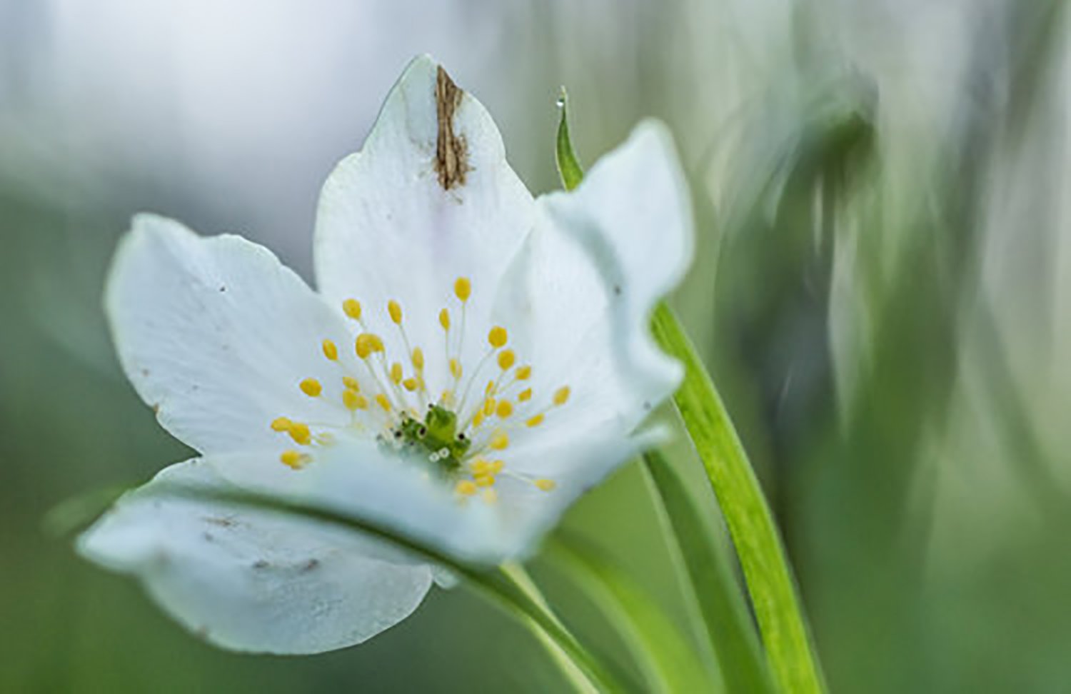 Northamptonshire Nature Photographer (Copy)