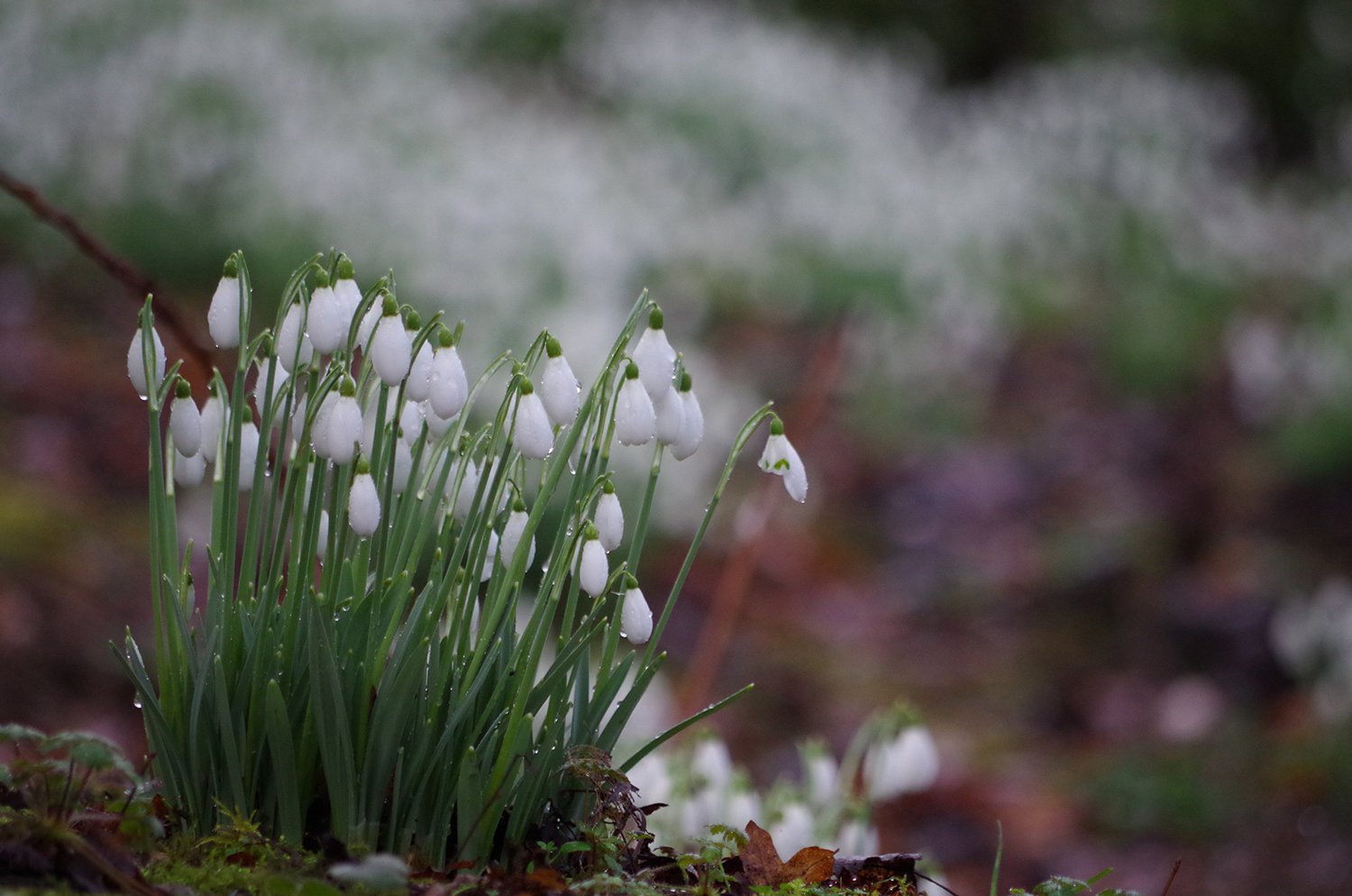 Northamptonshire Nature Photographer (Copy)