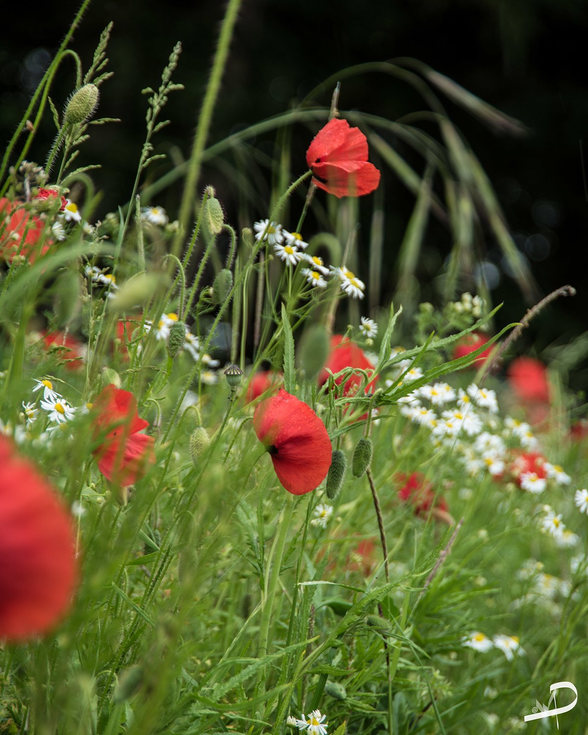 Poppy Flower - Northamptonshire Nature Photographer (Copy)