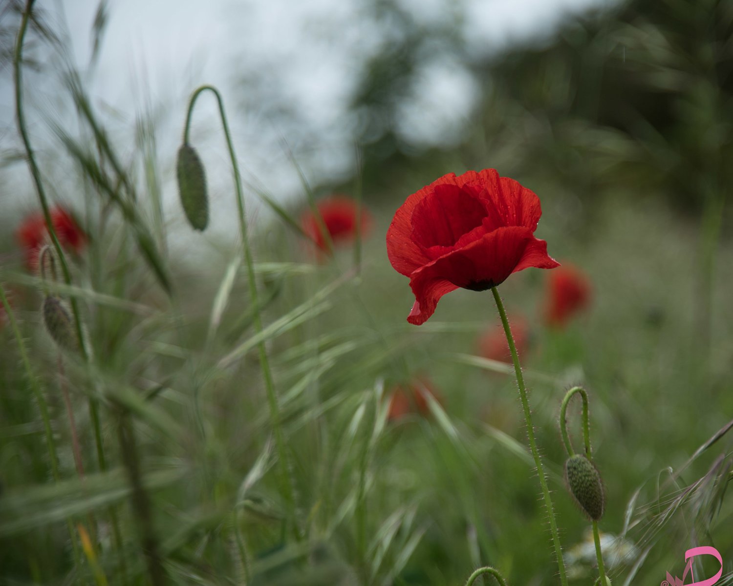 Poppy Flower - Northamptonshire Nature Photographer (Copy)