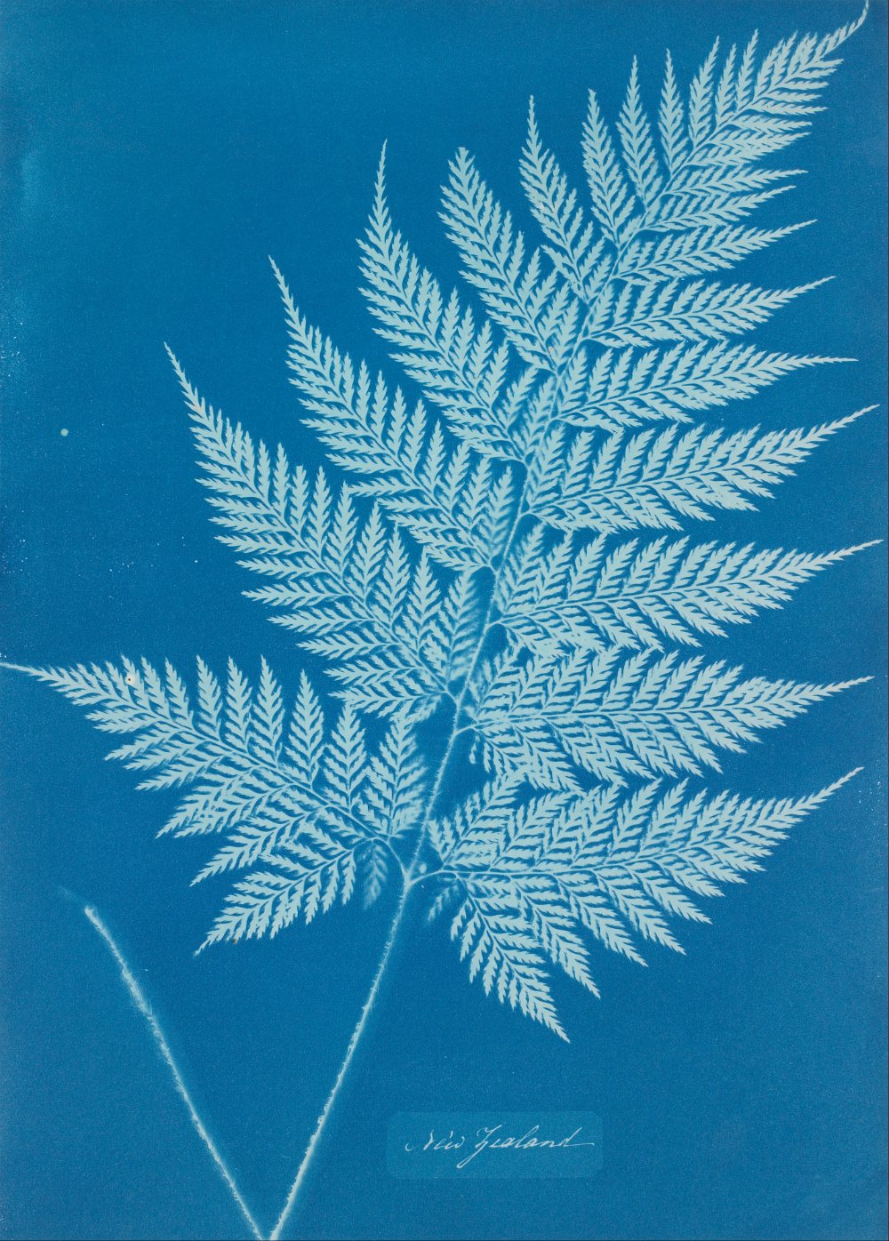 Anna Atkins