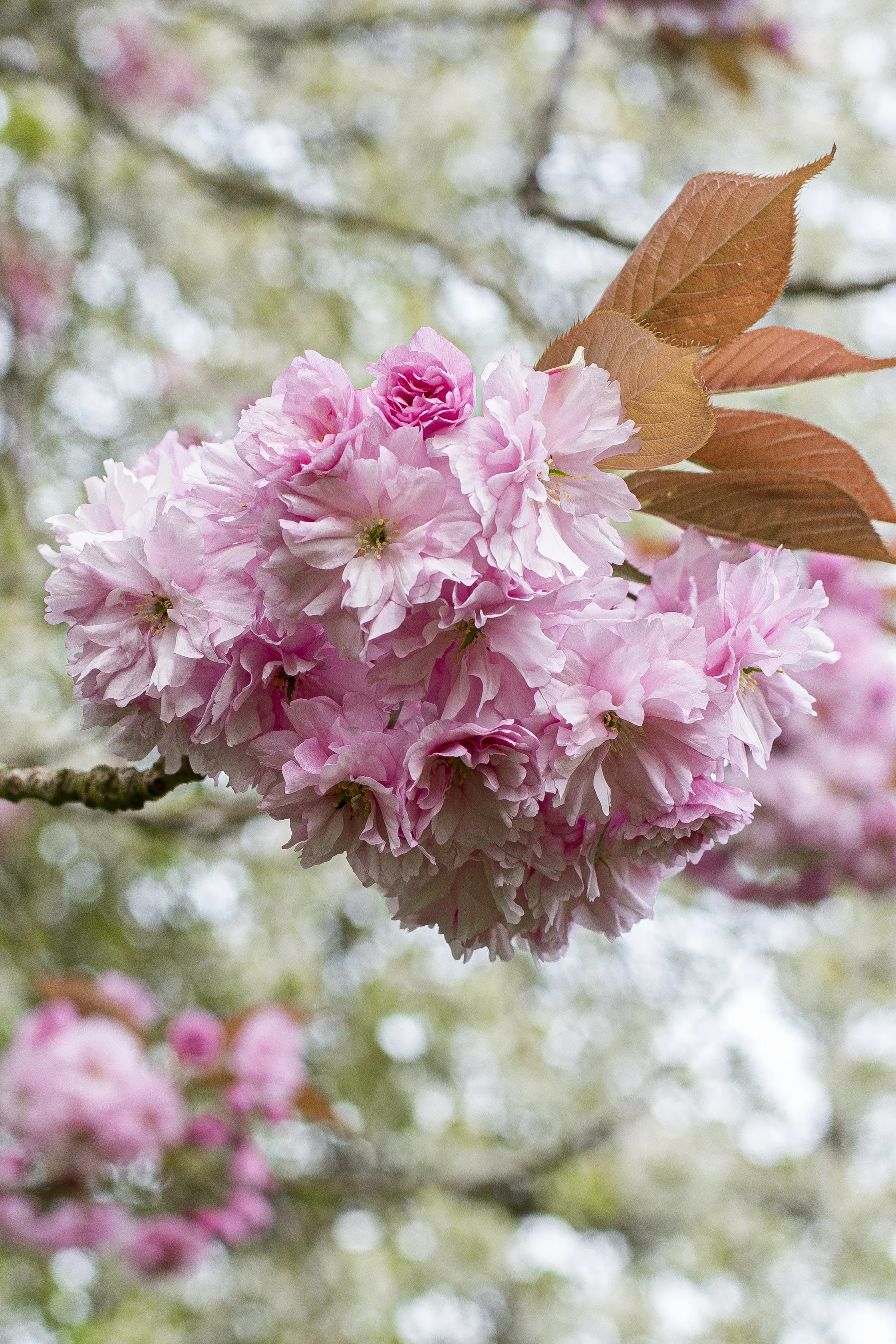 Pink cherry blossoms on a tree branch with brown leaves, blurred background