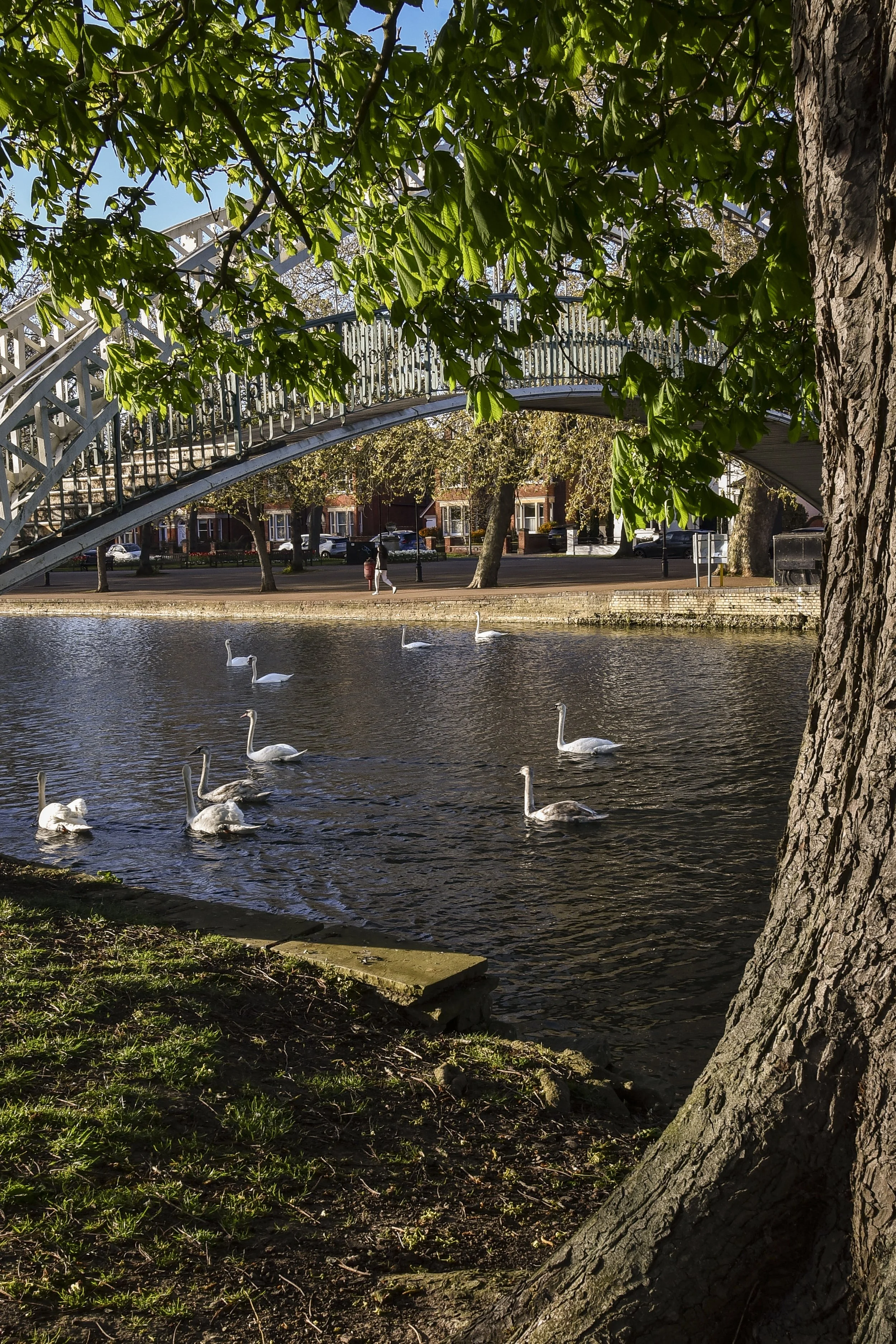Swans swimming in a river under a metal bridge, with trees and houses in the background, and a person walking on the sidewalk.