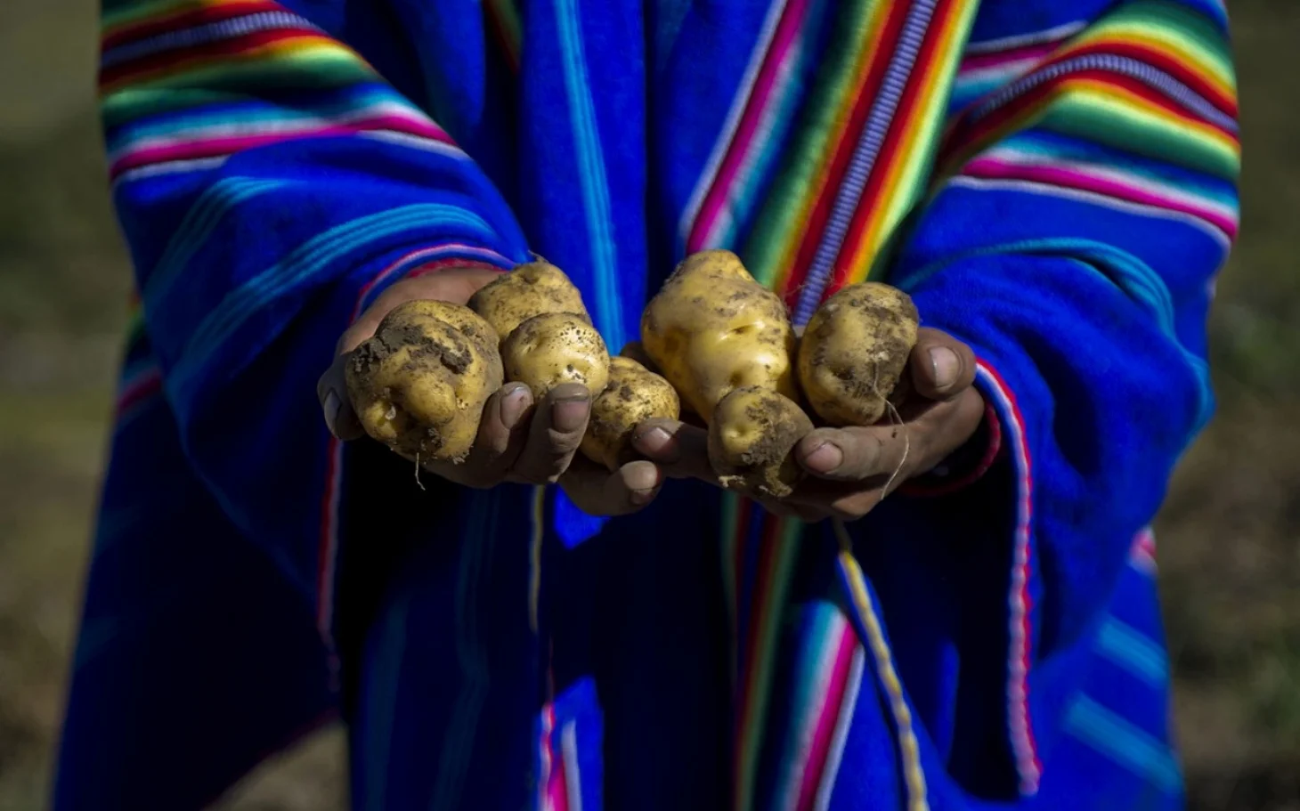 headlineImage.adapt.1460.high.potato_park_peru_120114.1417540710541.jpg