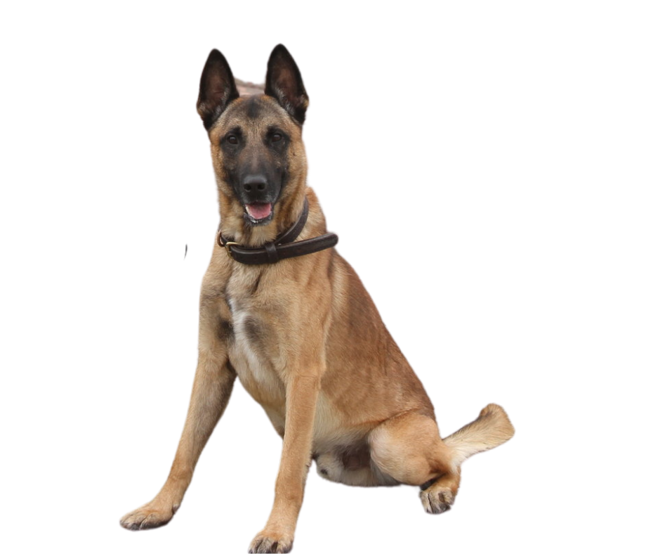 LBPD Detection K9 Keno