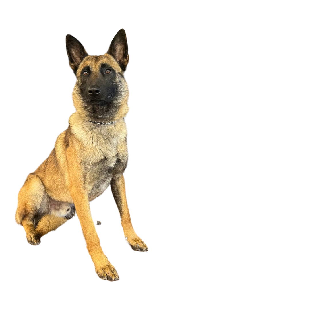 LBPD Patrol K9 James