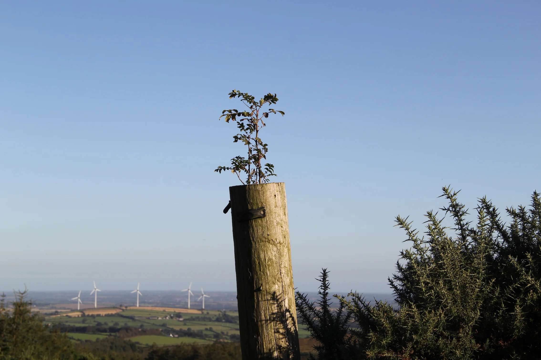 Launch of Michael Fortune’s 'The Plants, Flowers and Trees of Our People'