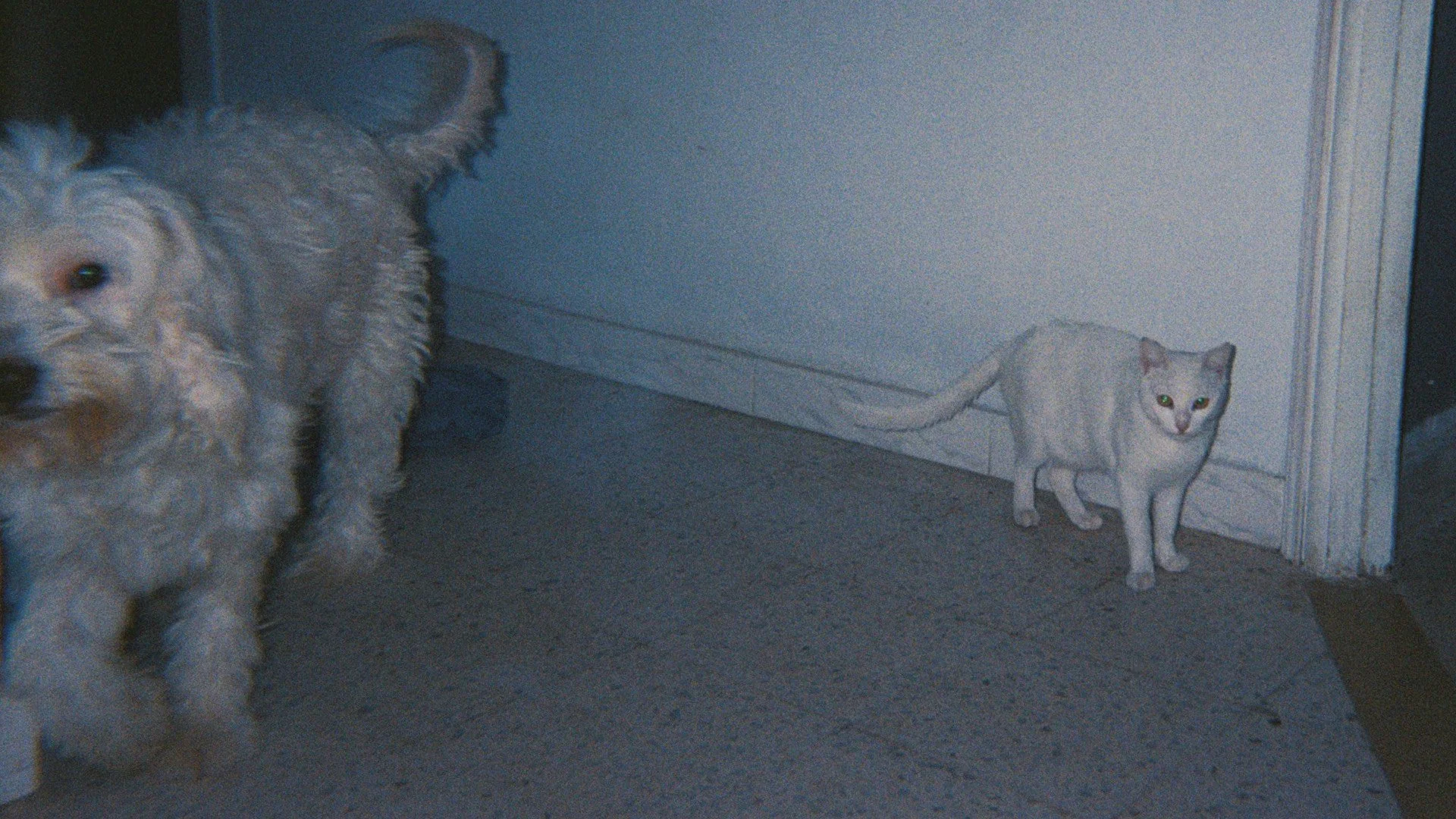 Still voor orts copy - Auguste Orts.jpeg