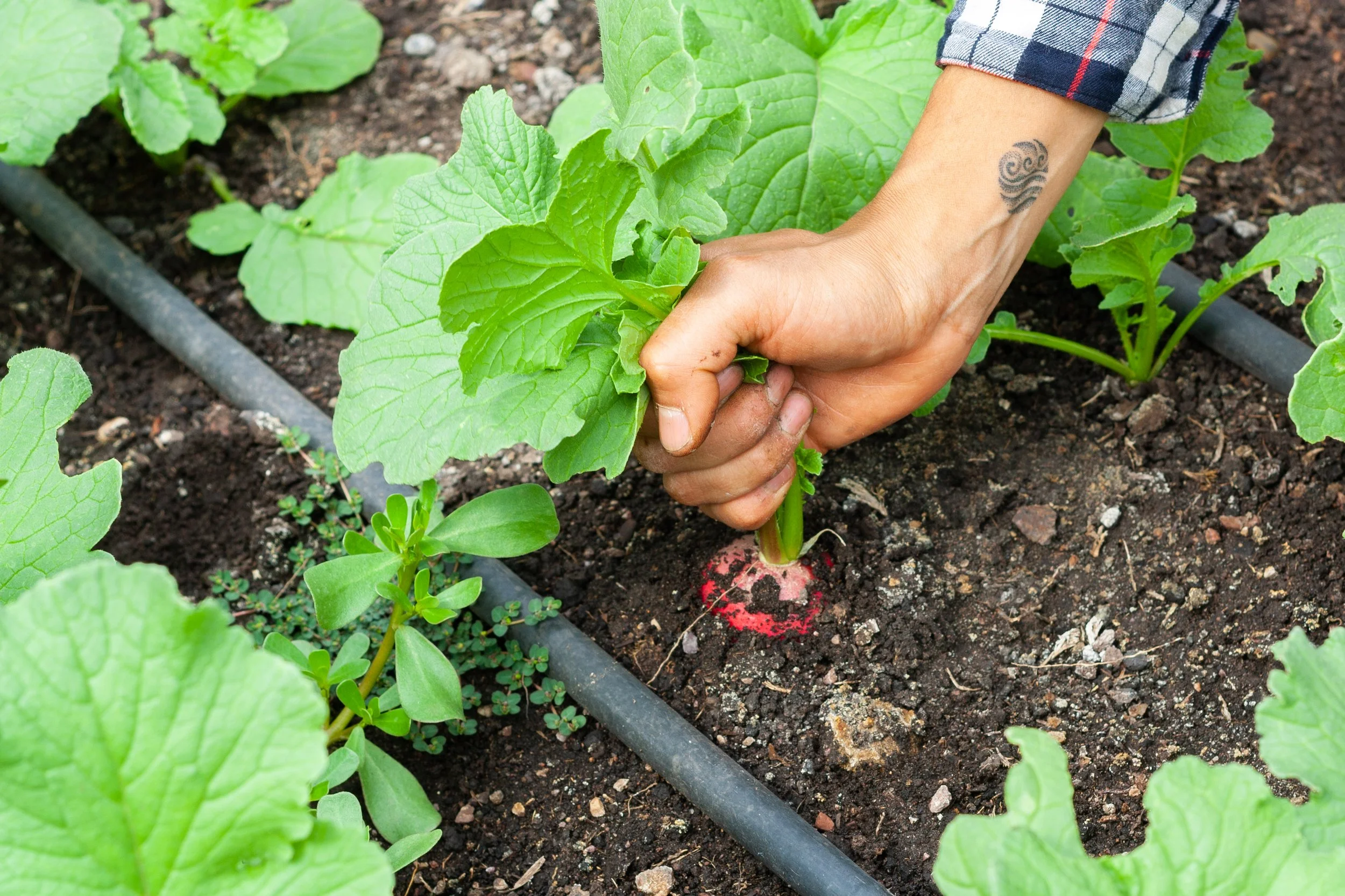 Copia de _MG_0276.jpg