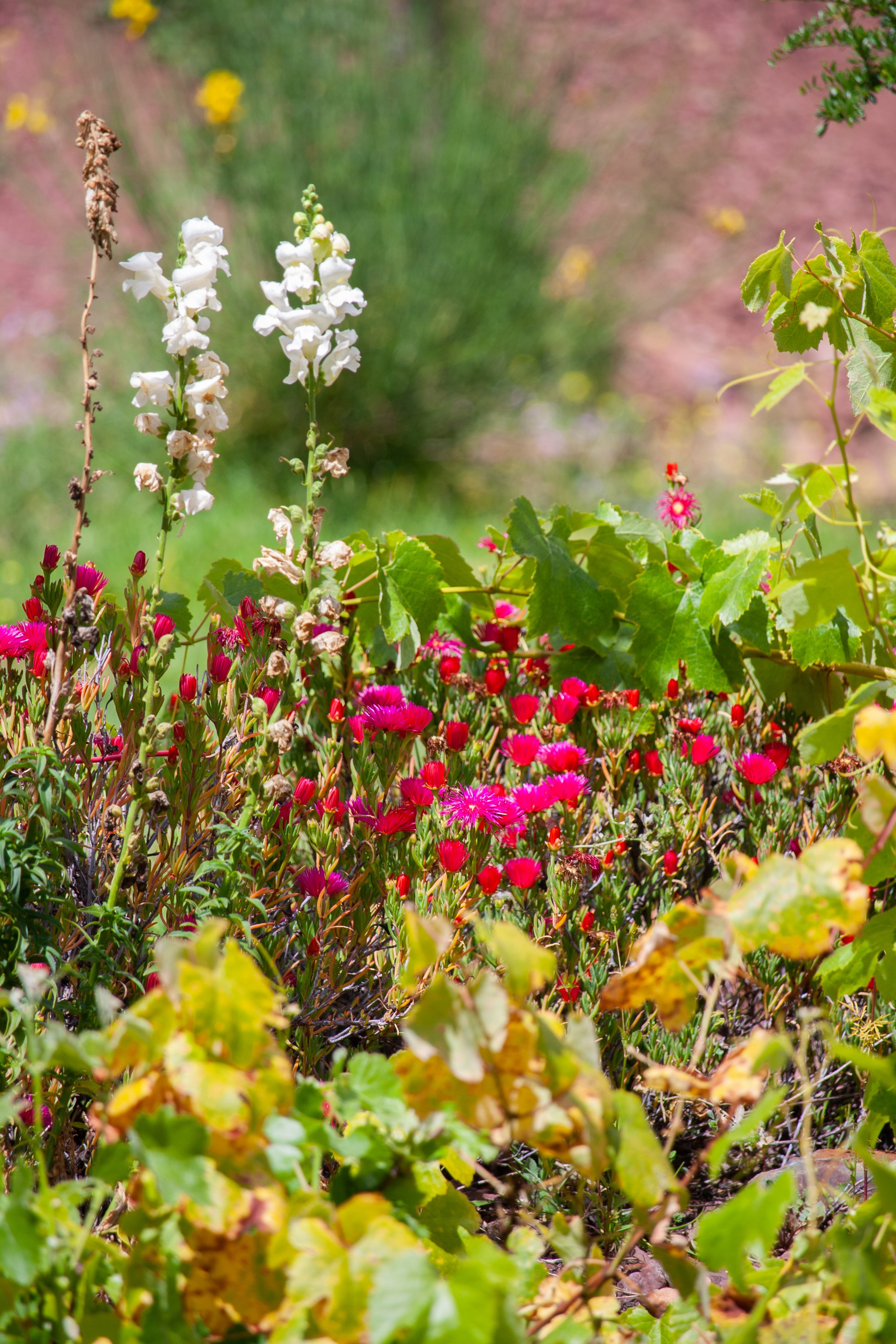 Copia de _MG_0383.jpg