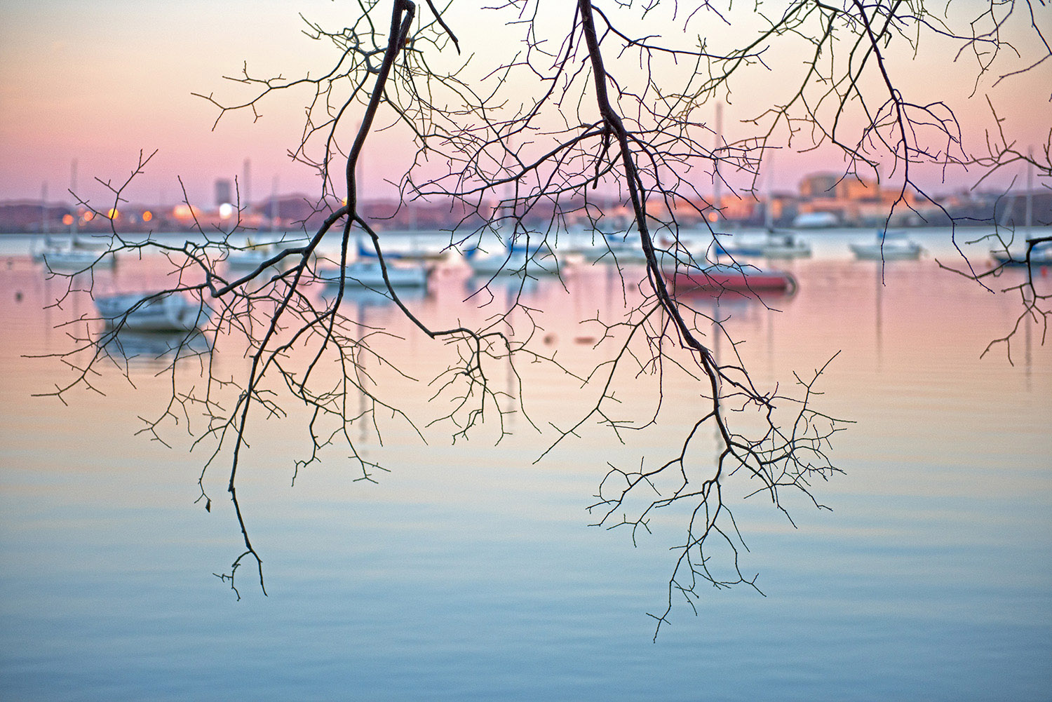 Marina_Sunset_Dusk_Sailboats_Potomac_River_Tree_Branch_Rosey.jpg